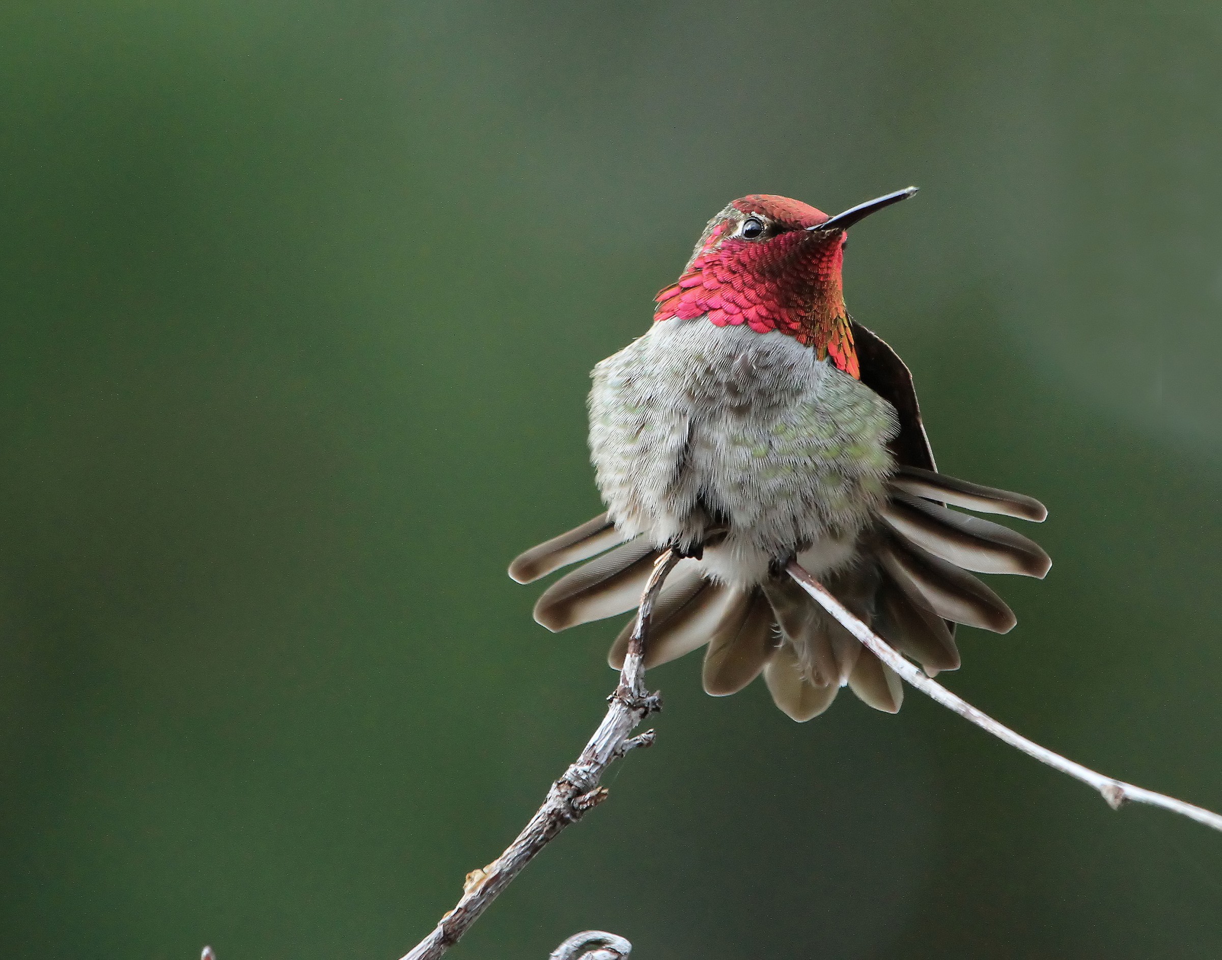 Anna's Hummingbird