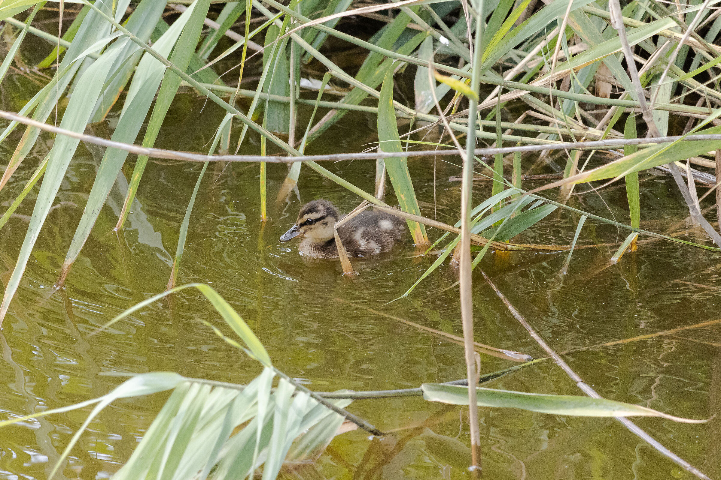 Il cocco di mamma