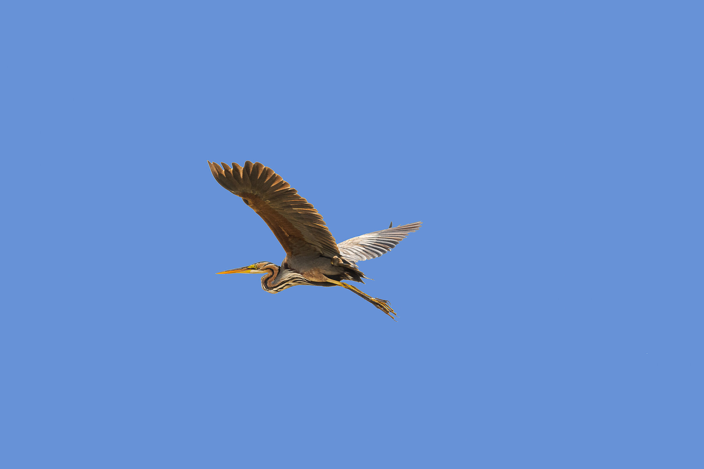 Airone rosso in volo