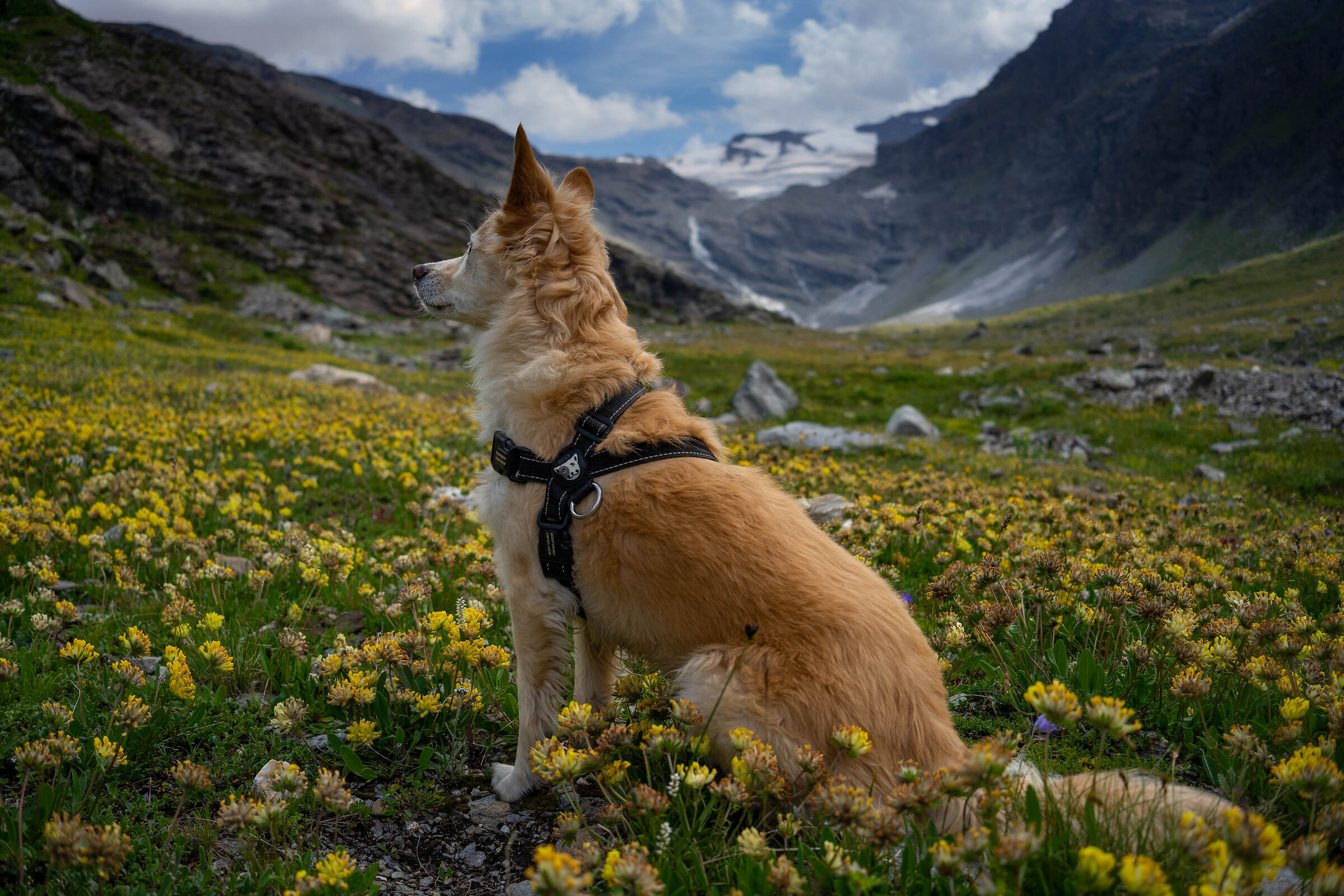 Queste marmotte che fischiano.....