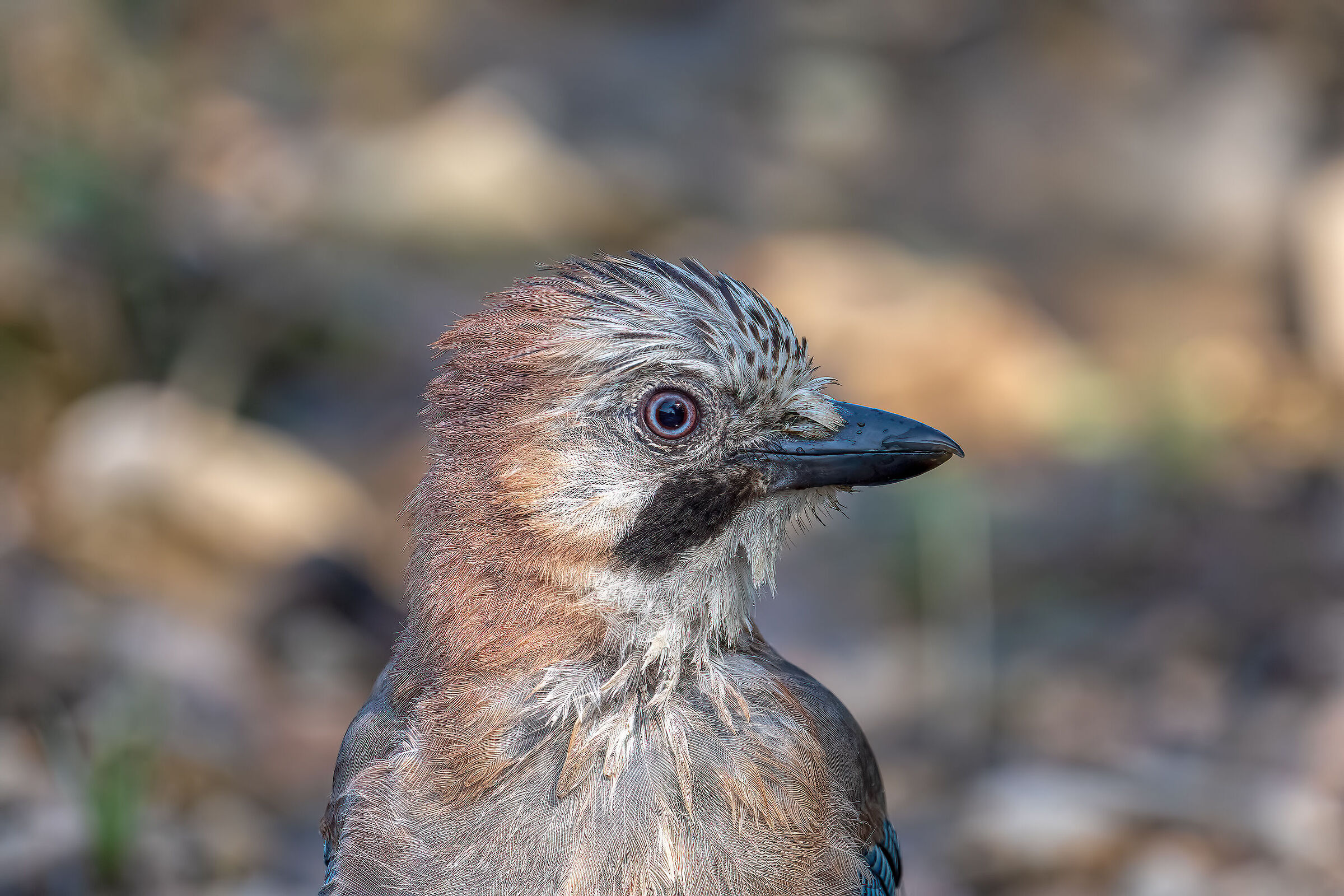 Ritratto di giovane ghiandaia