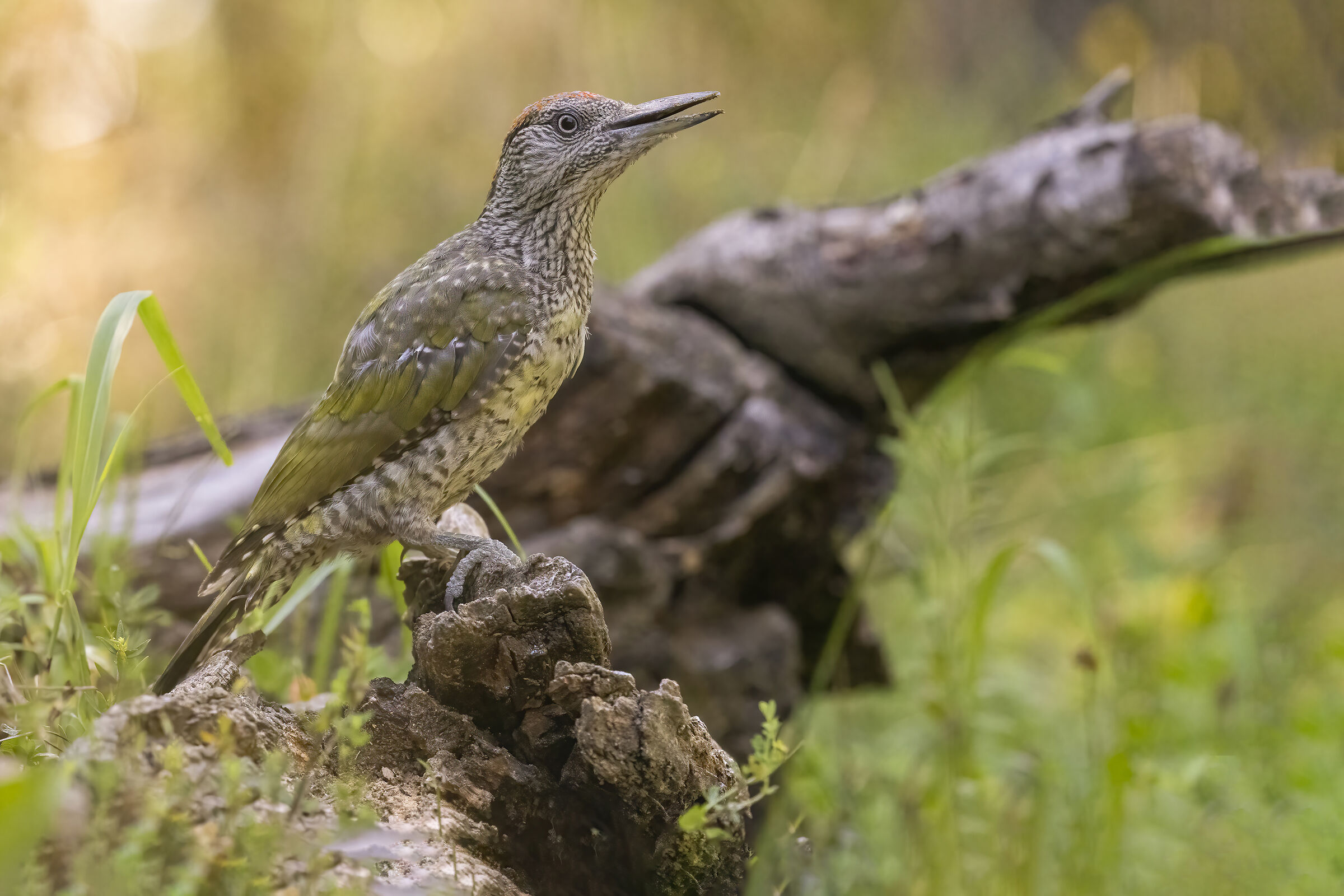 Young Green Woodpecker
