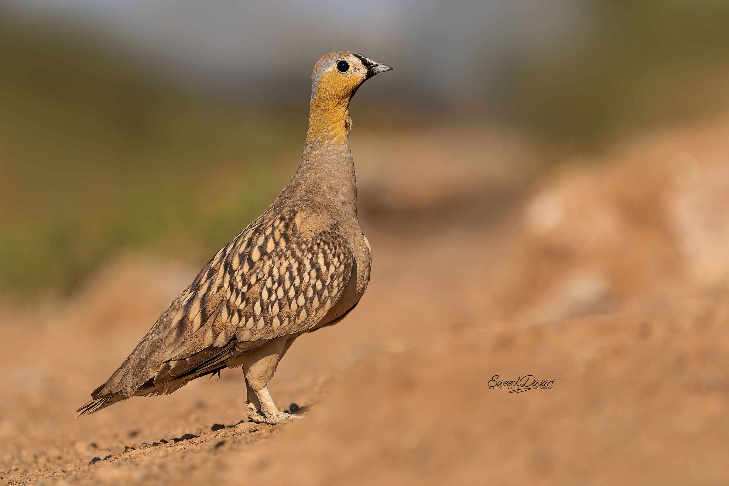 Sonya7iii,200_600,, 1/4000, f7/1?iso:500,fl:600