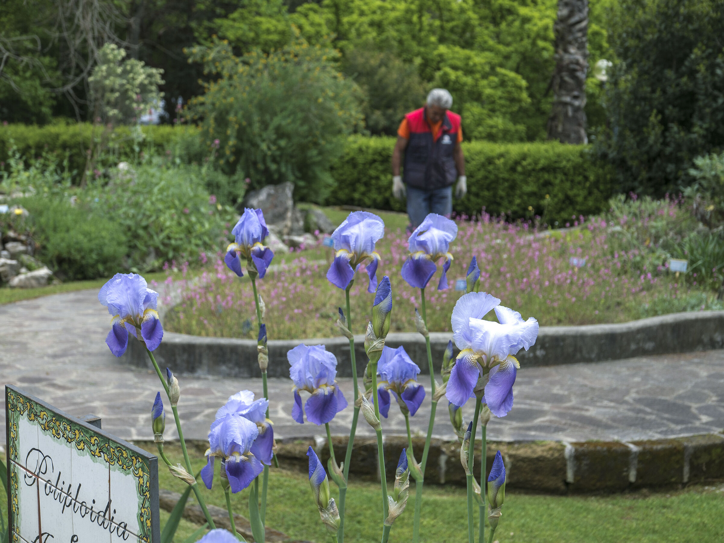 Caldo, molto caldo, non soffrono solo i fiori...