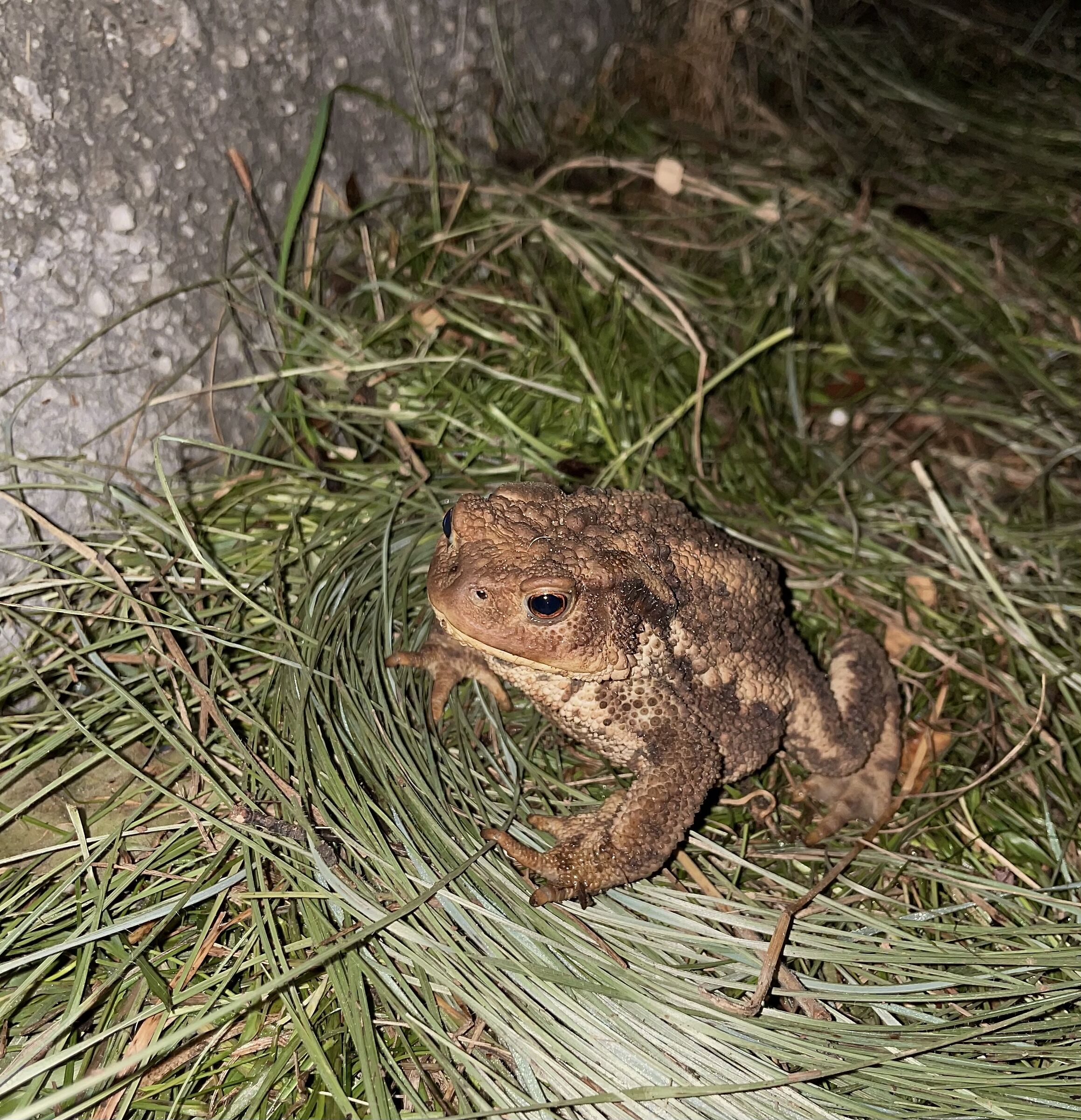 One day I will be a Prince!