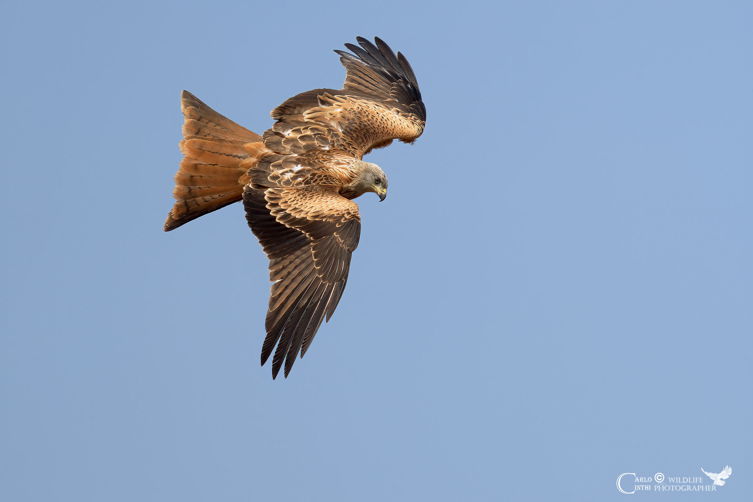 Red kite