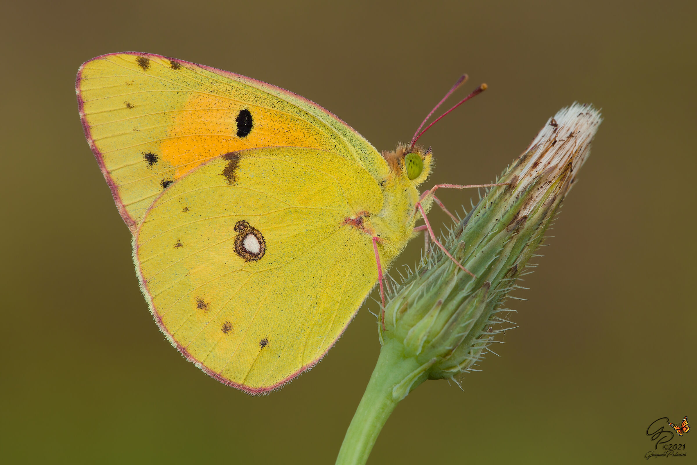 Colias crocea