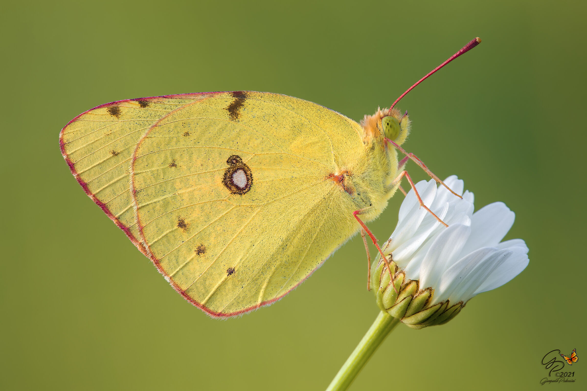 Come un fiore sul fiore