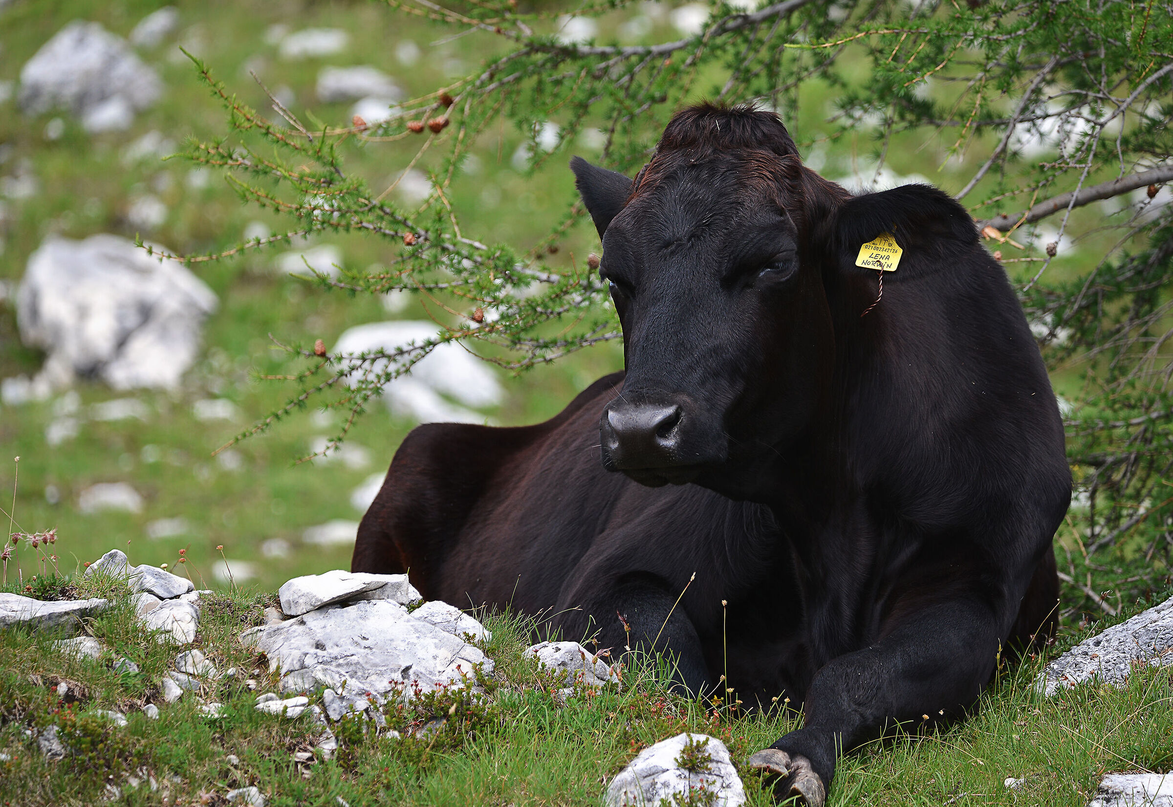 Left cow