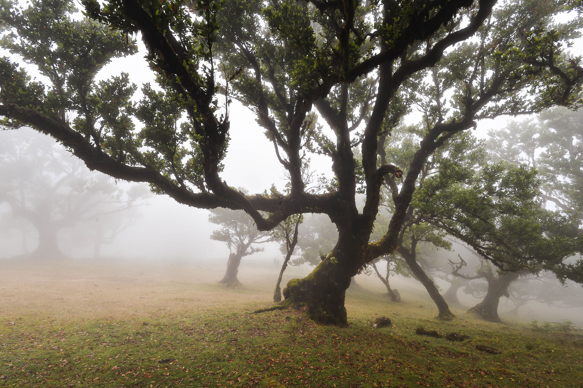 Laurisilva forest, Fanal