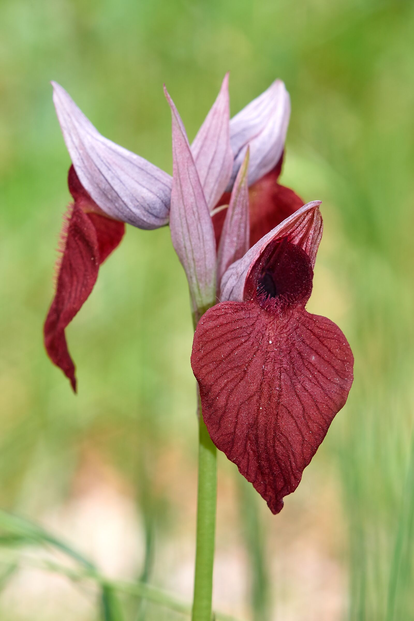 Serapias cordigera