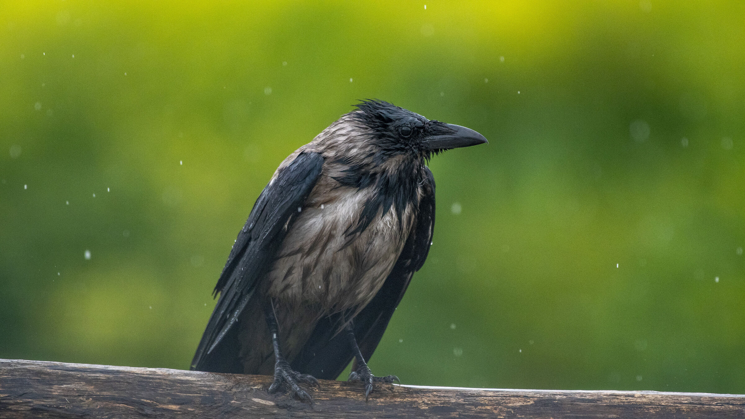 Cornacchia sotto la pioggia