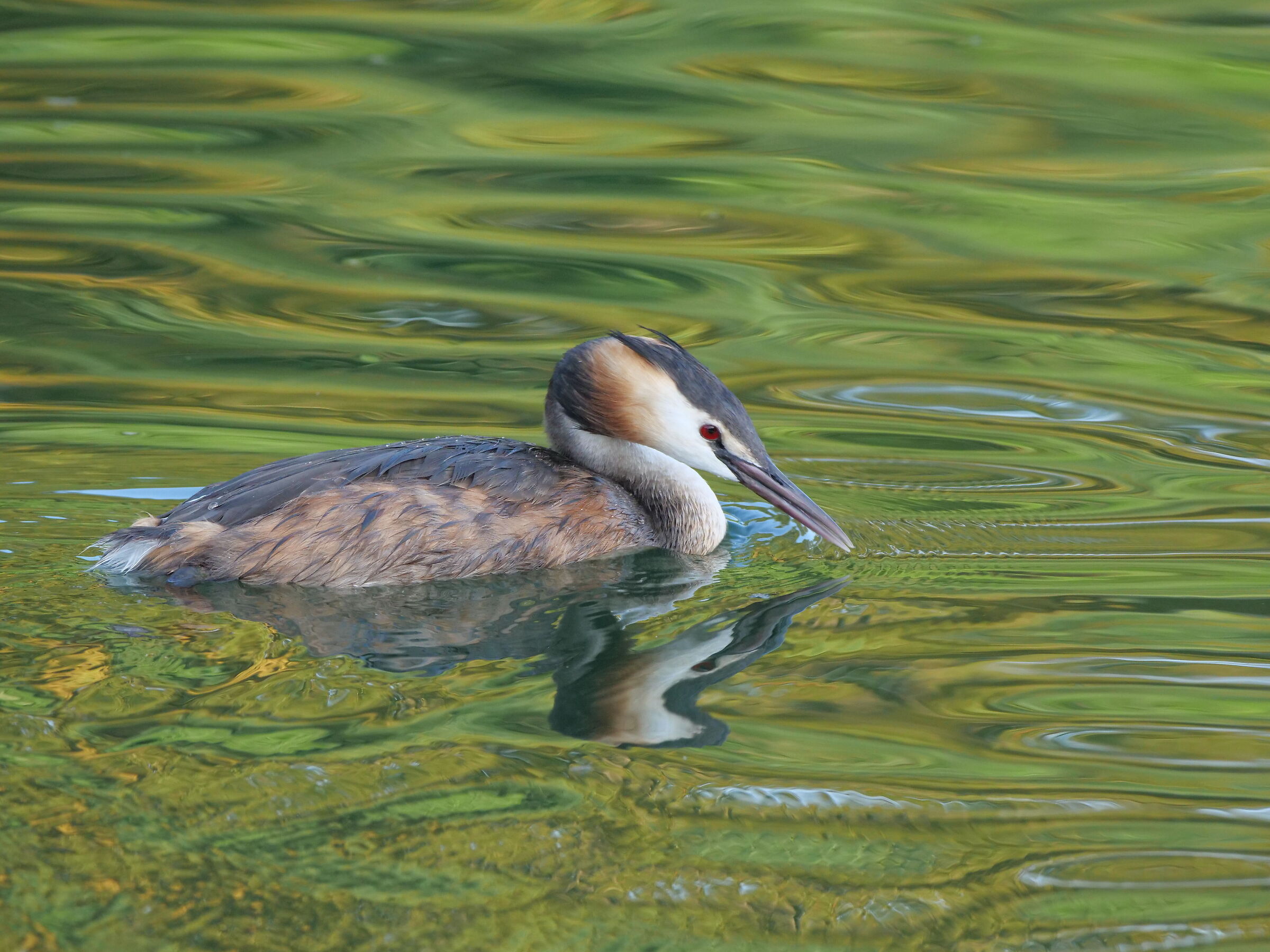 Svasso maggiore (Podiceps cristatus)