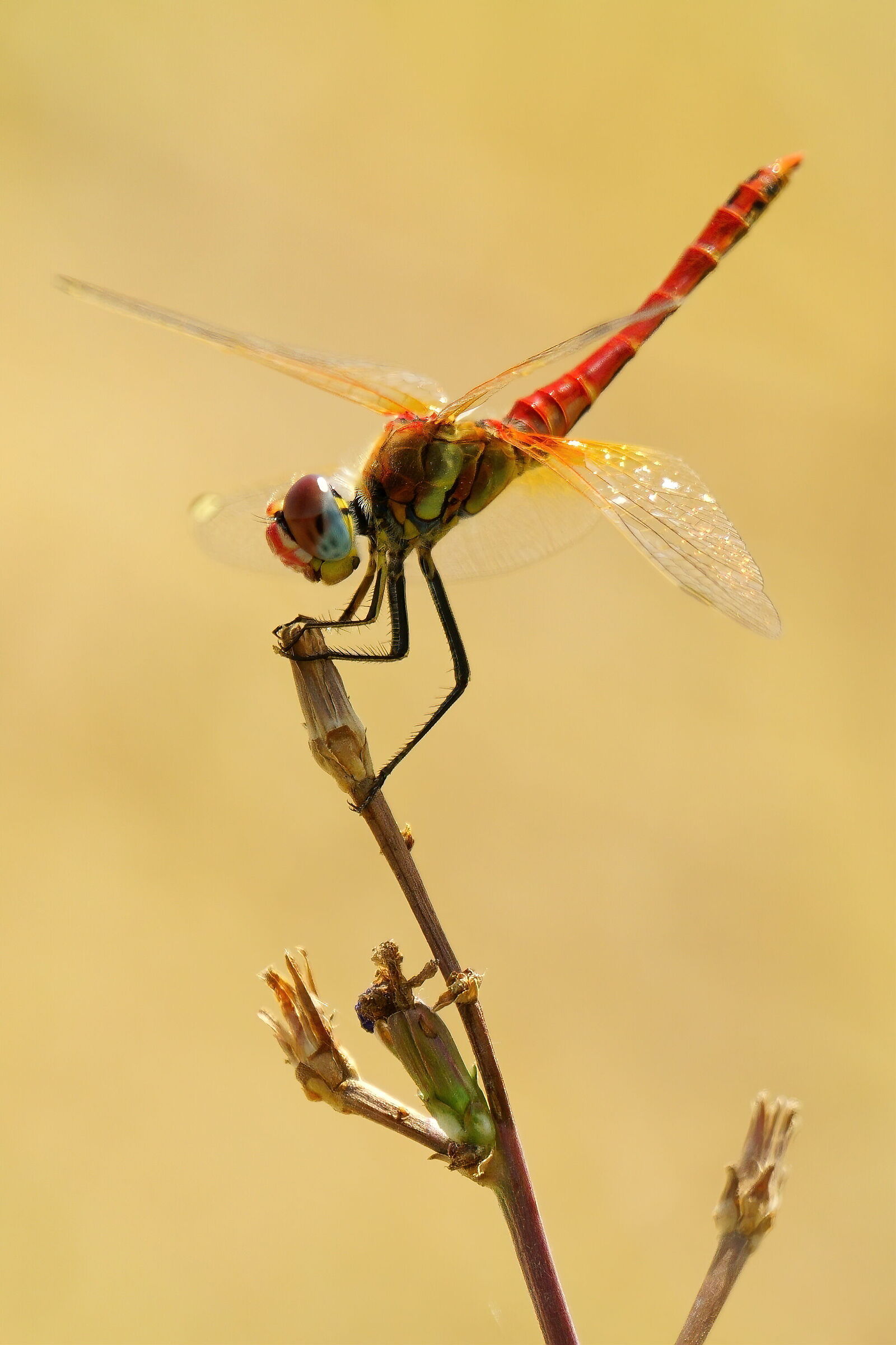Libellula