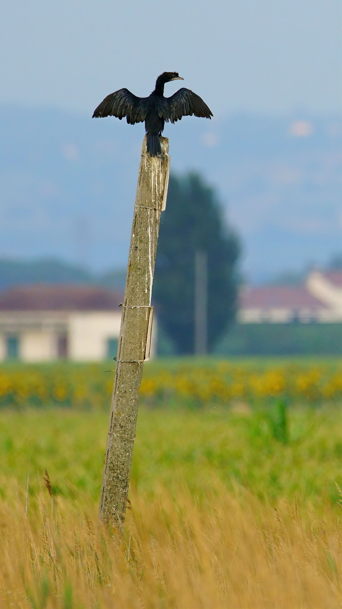 Cormorano in asciugatura