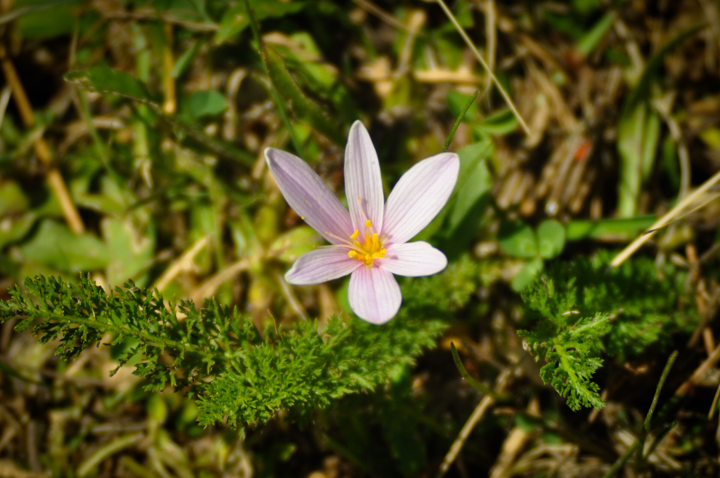 Wild Flower (Gran Paradiso National Park)