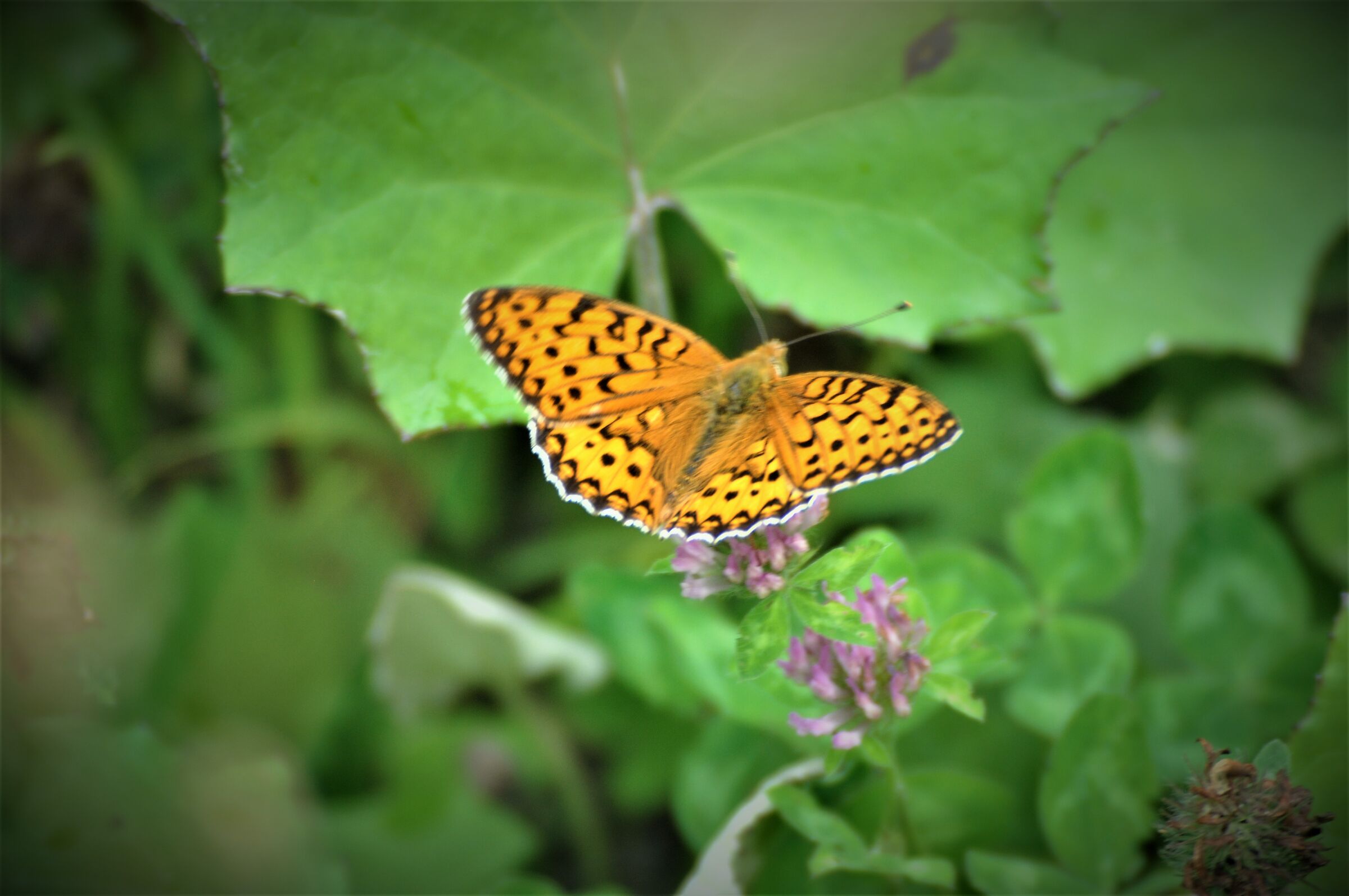 Butterfly