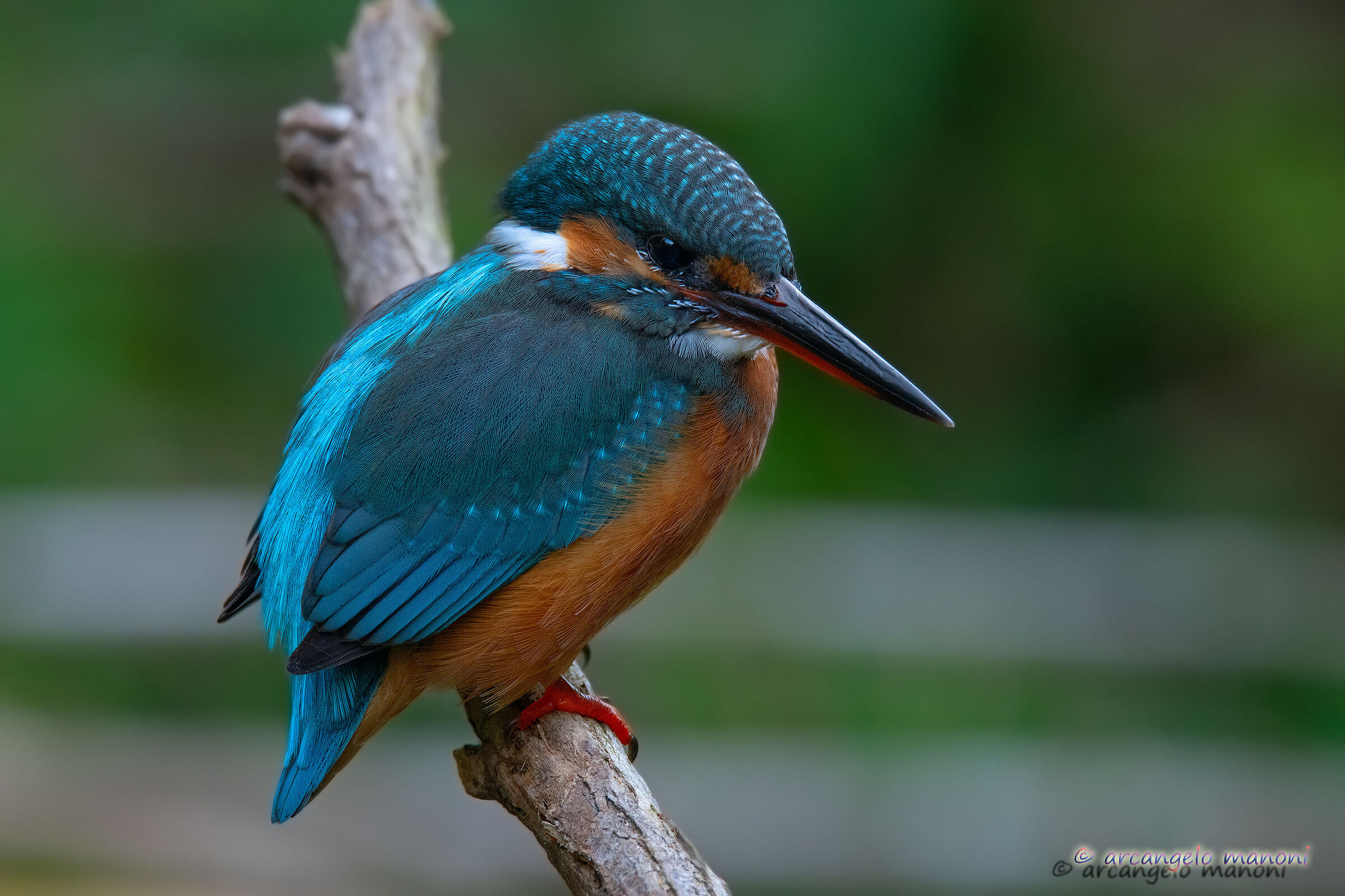 Martina wetsuit begins