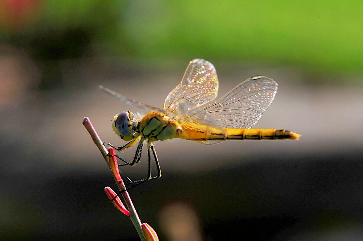 La libellula
