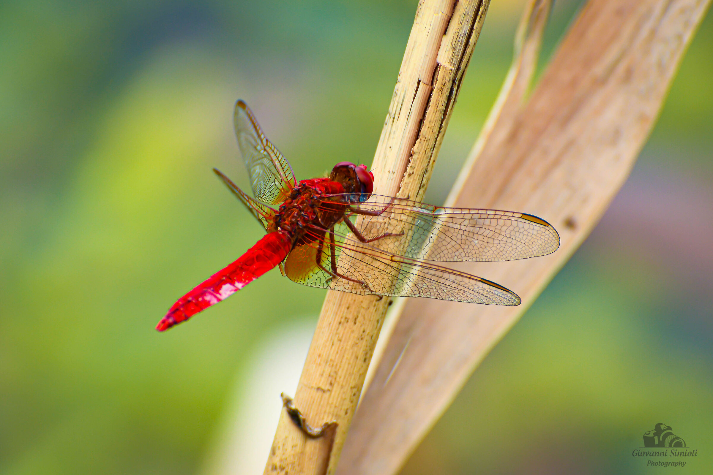 Libellula