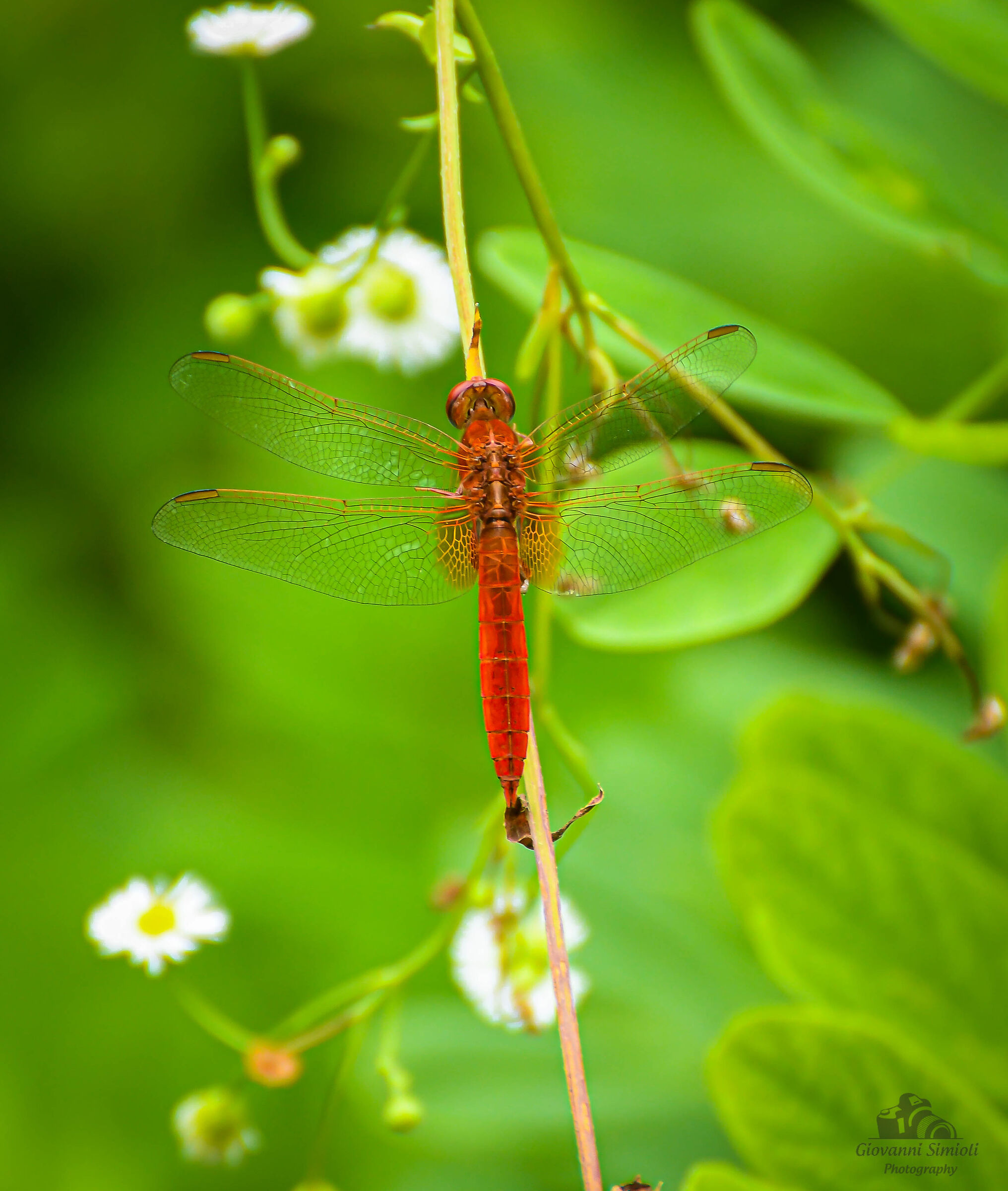 Libellula