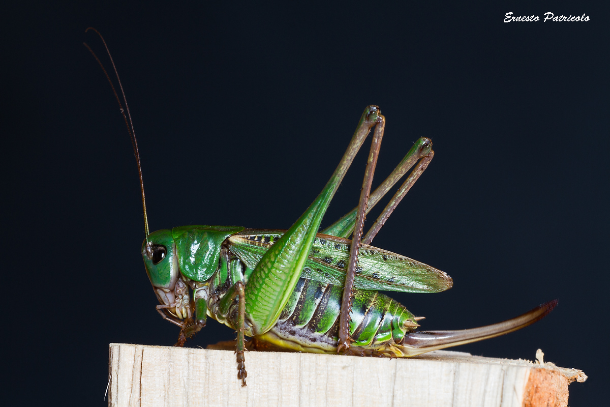 Decticus verrucivorus, female.