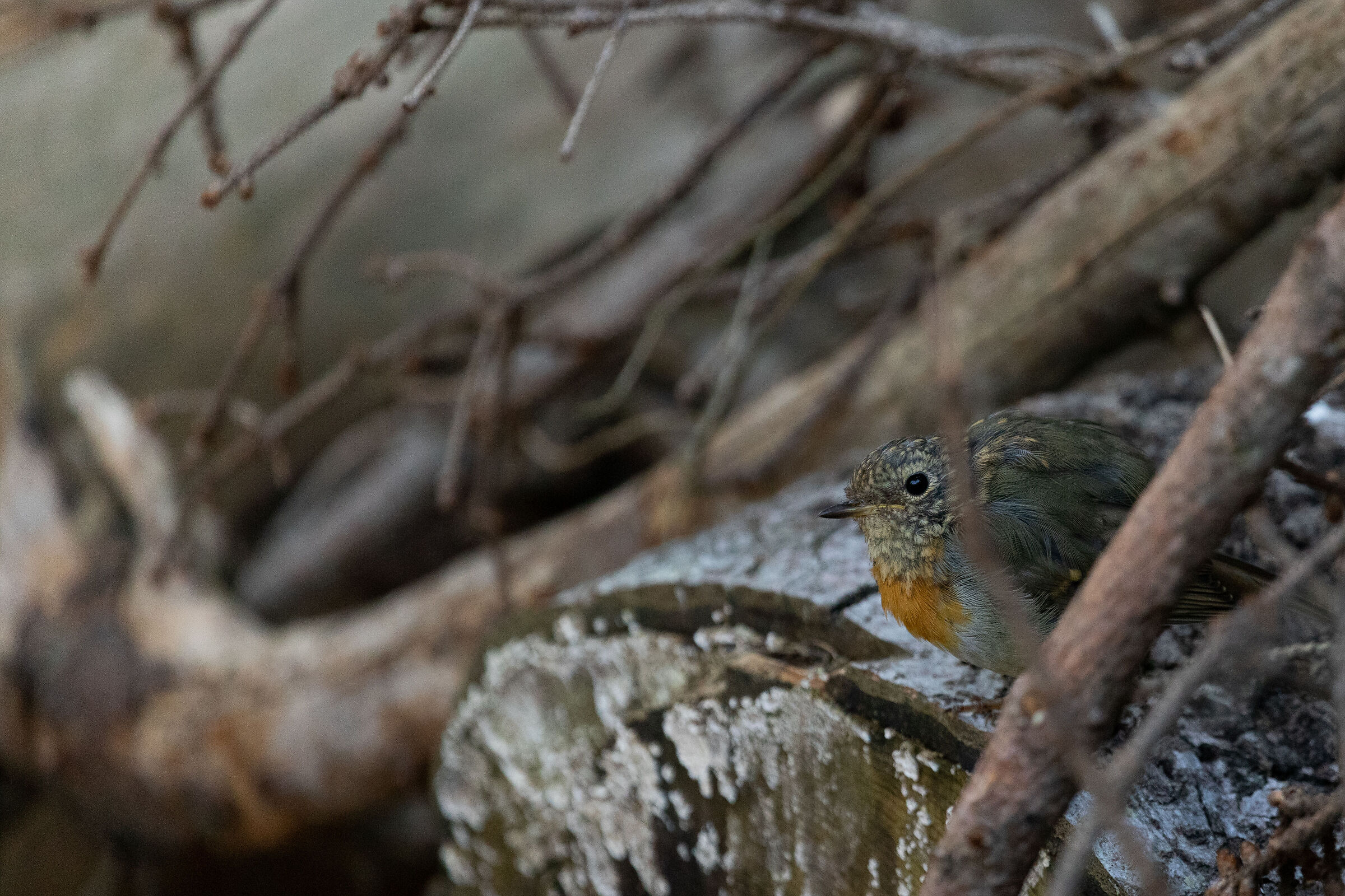 Immature robin