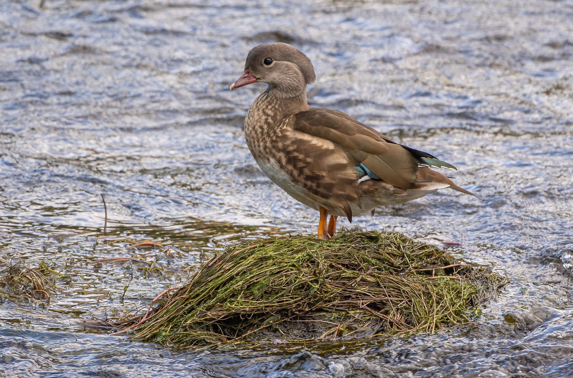 My little island.....