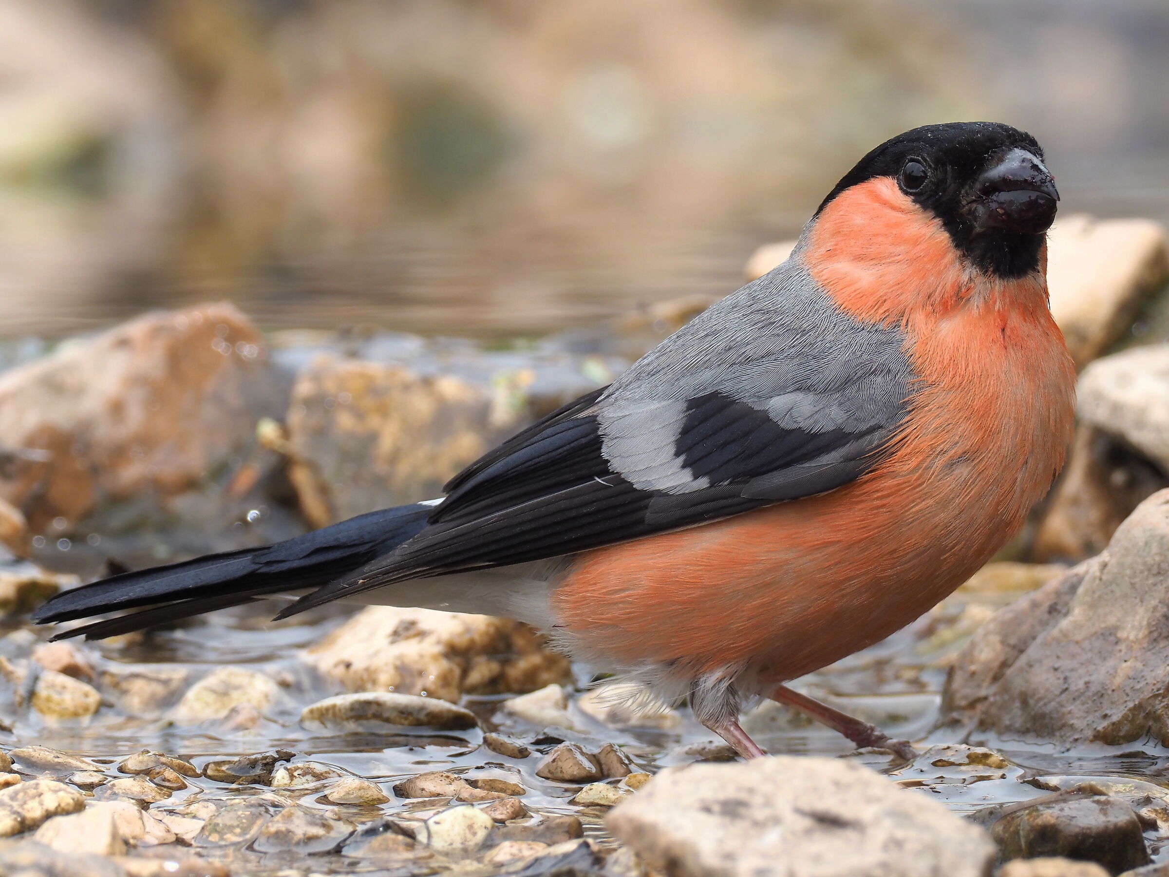 Eurasian bullfinch