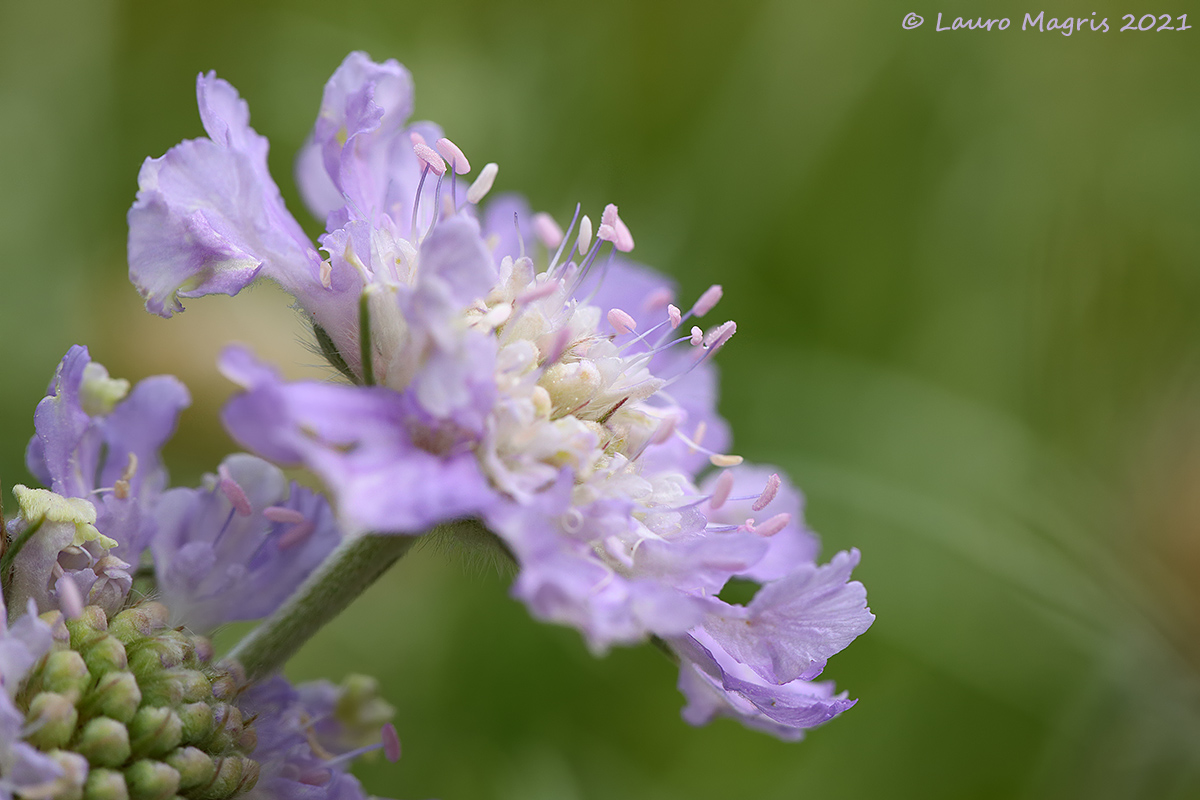Scabiosa Columbaria