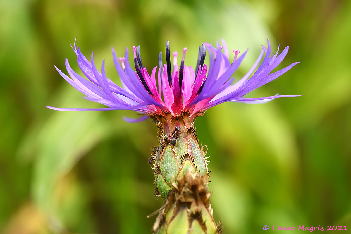Fiordaliso di Trionfetti