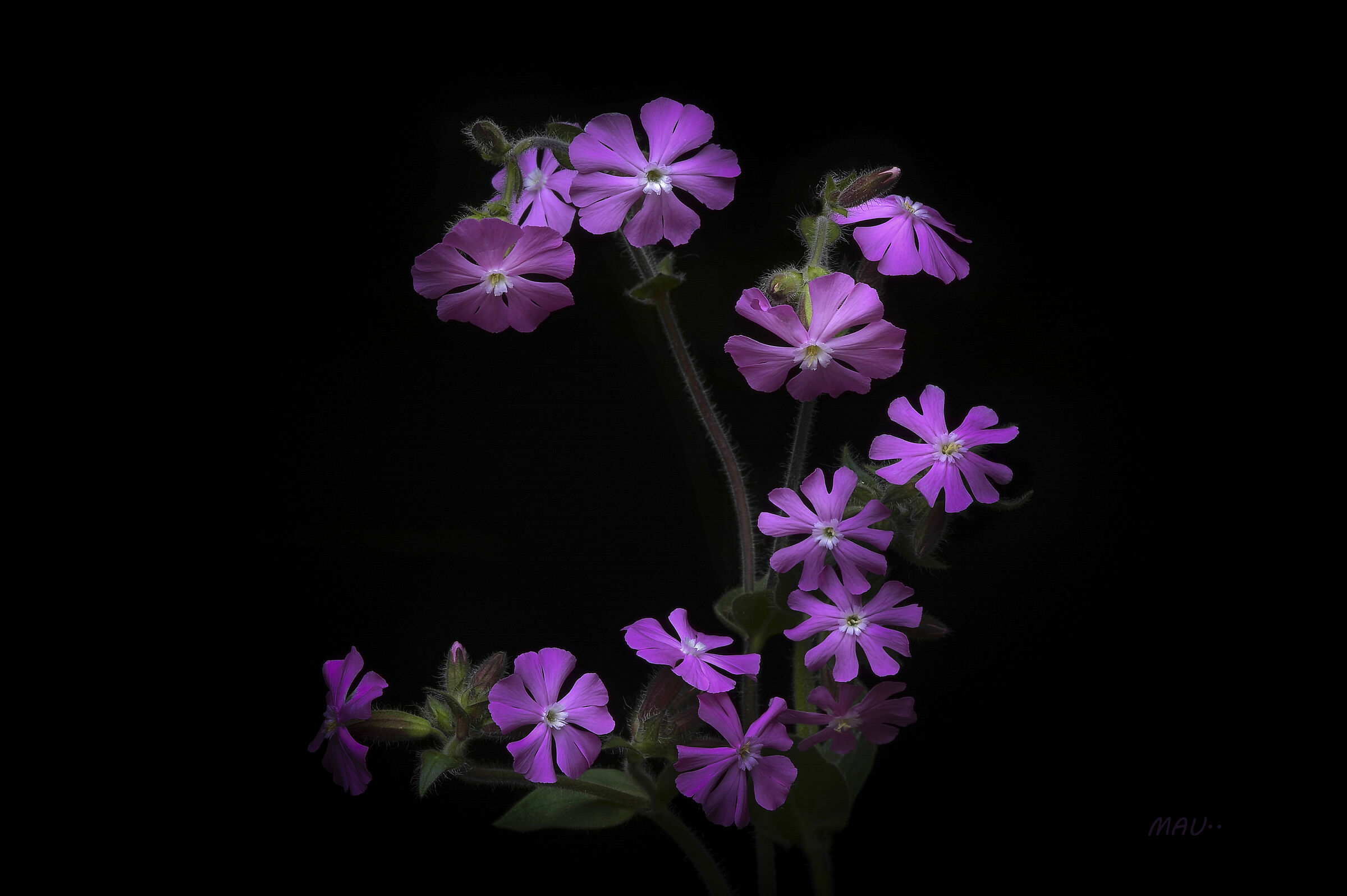 Silene dioica