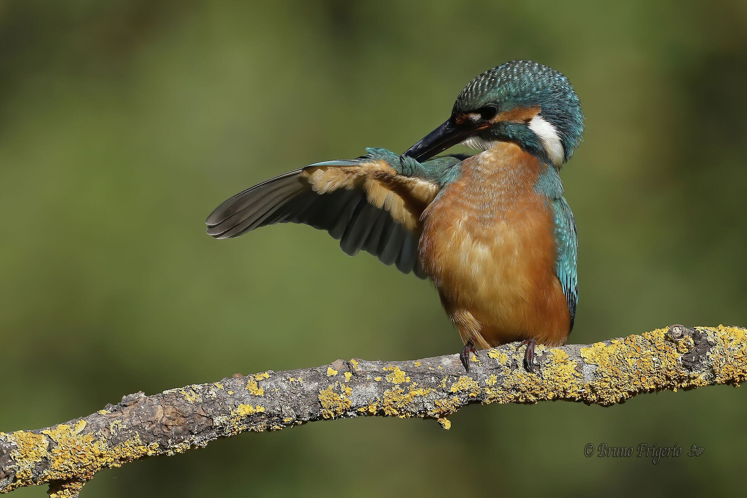 kingfisher