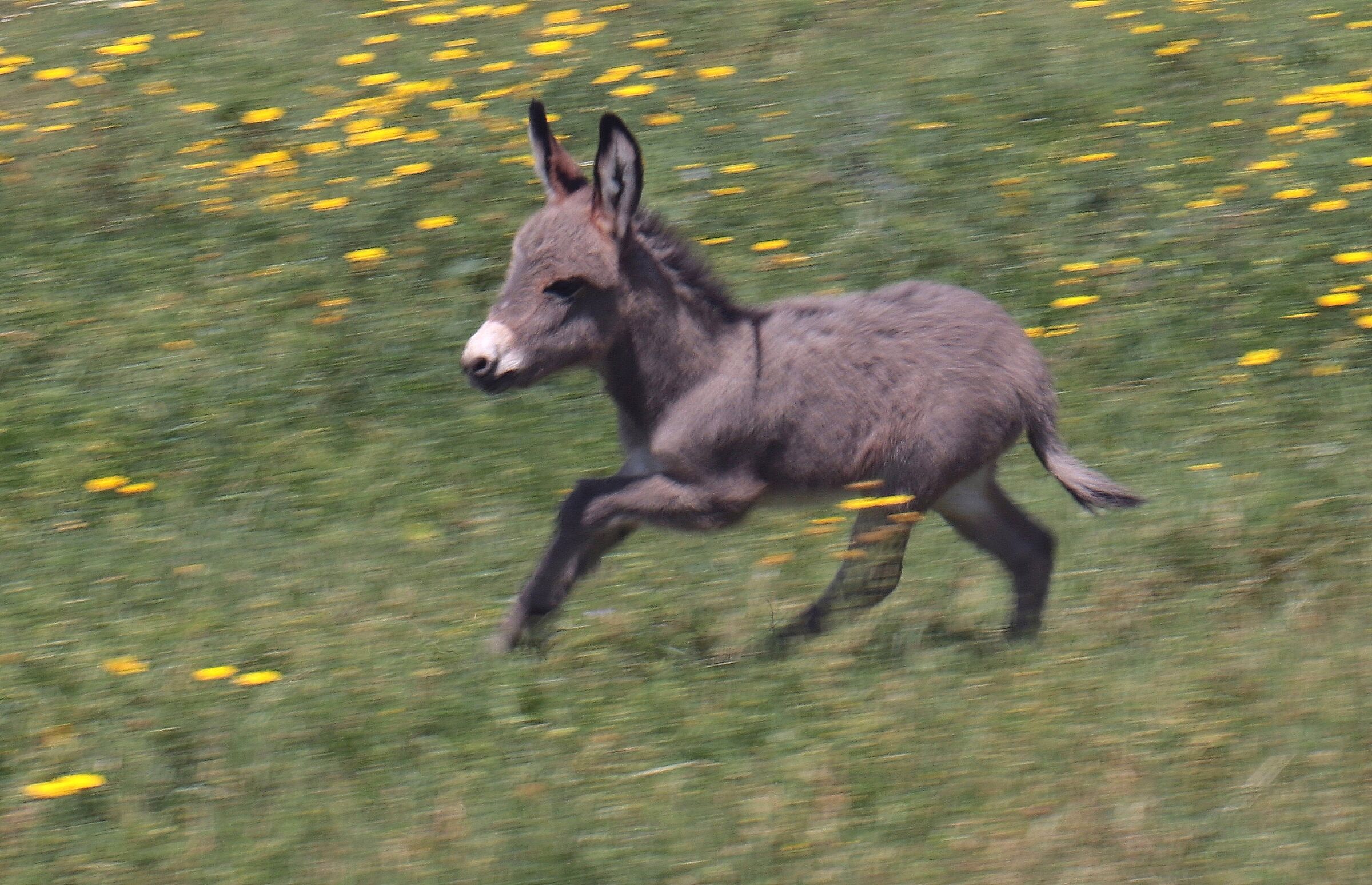 L'asinello corre felice