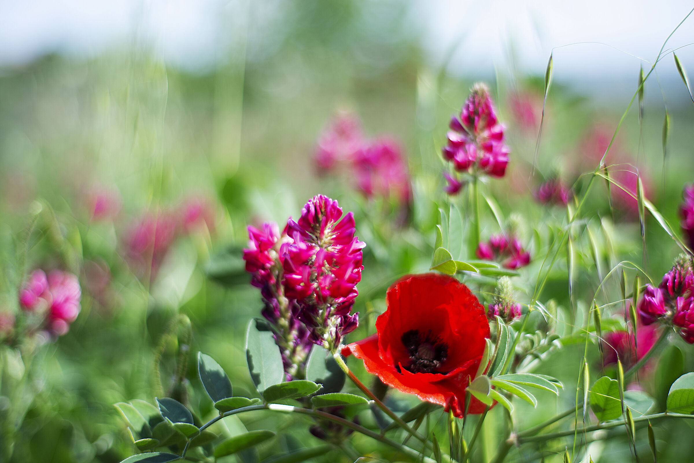 Fiori del mio giardino