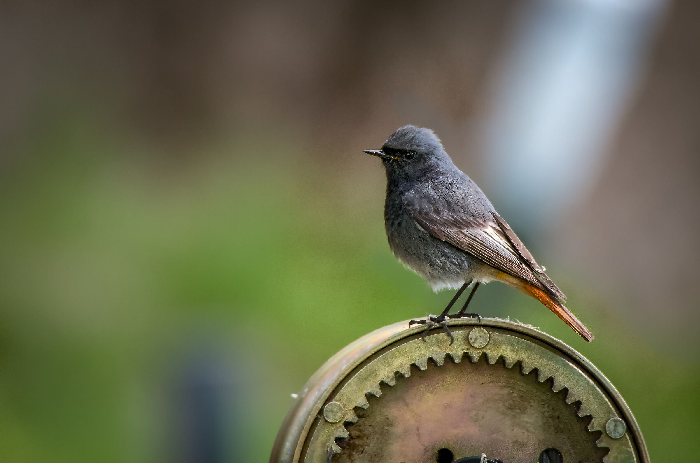 Black redstart