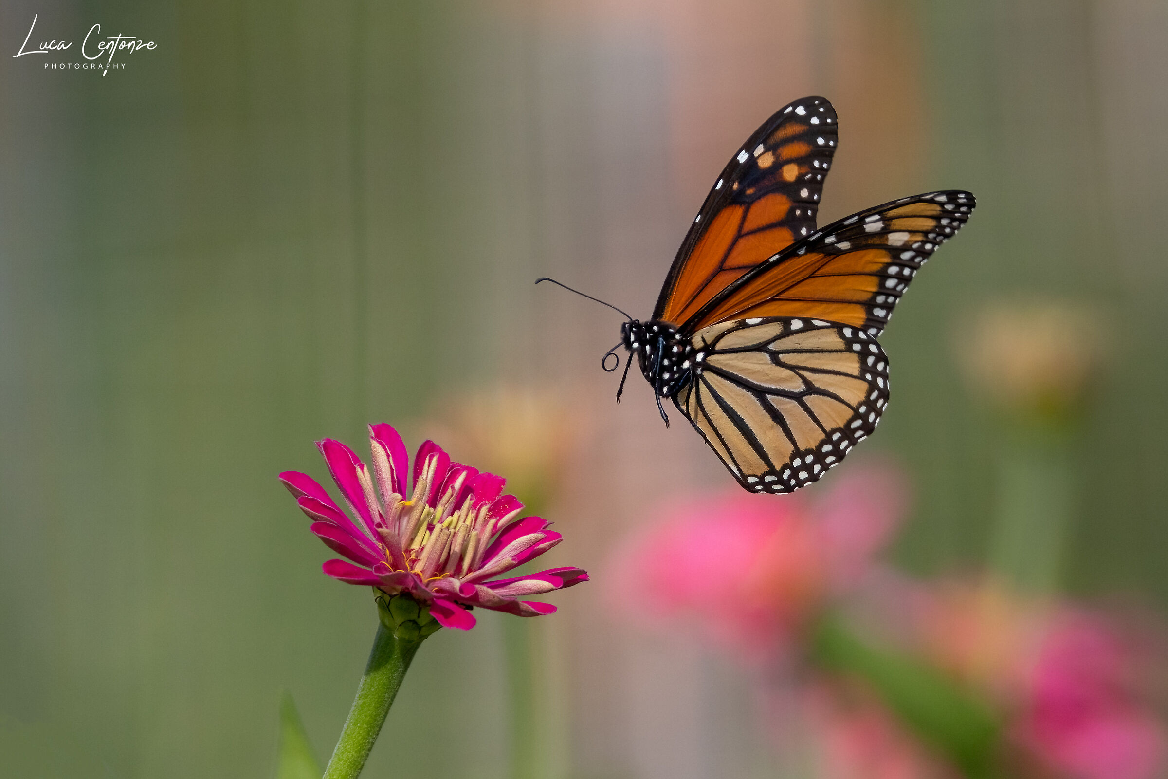 Atterraggio morbido..