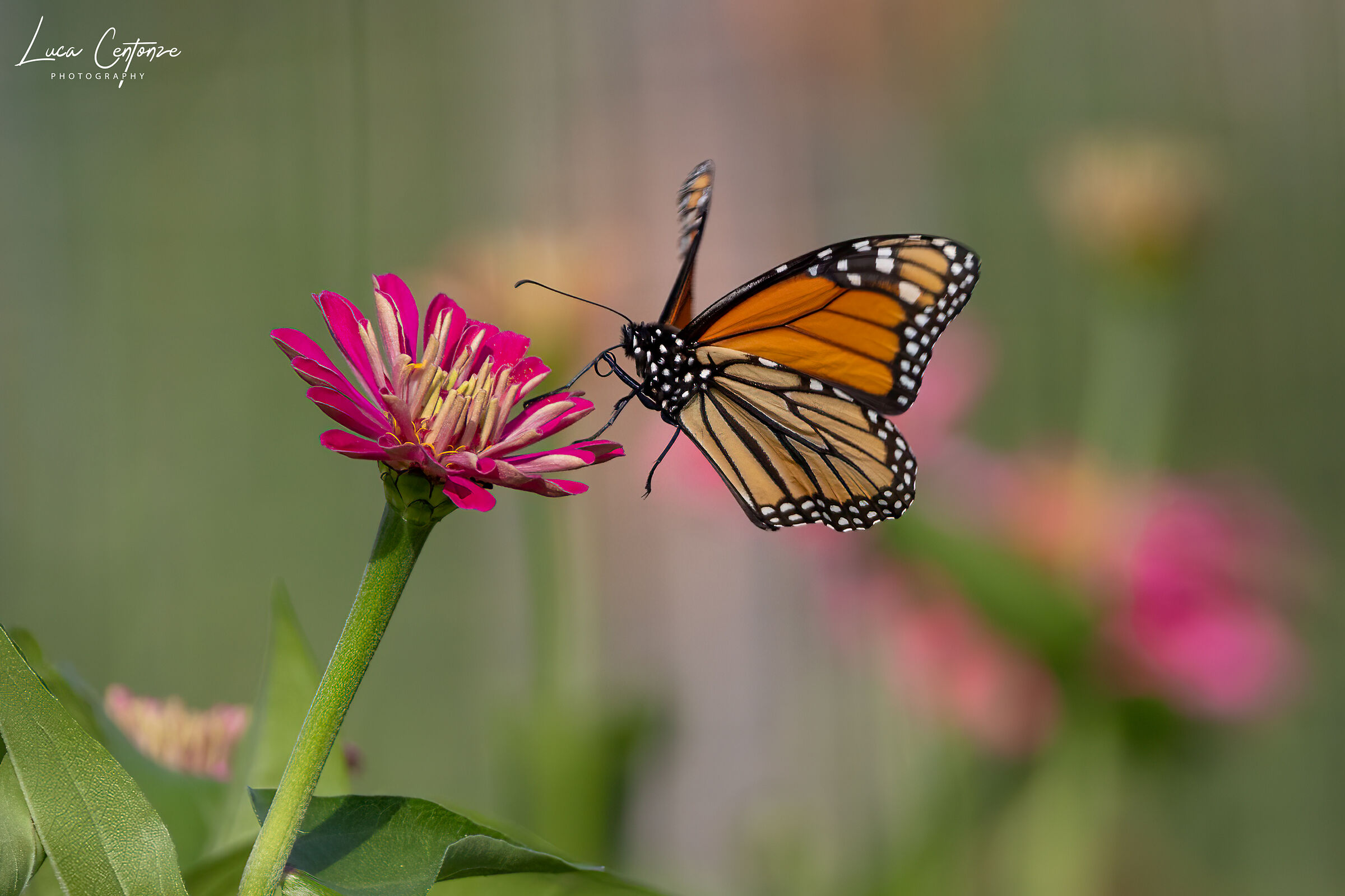 Monarch on Zinnia