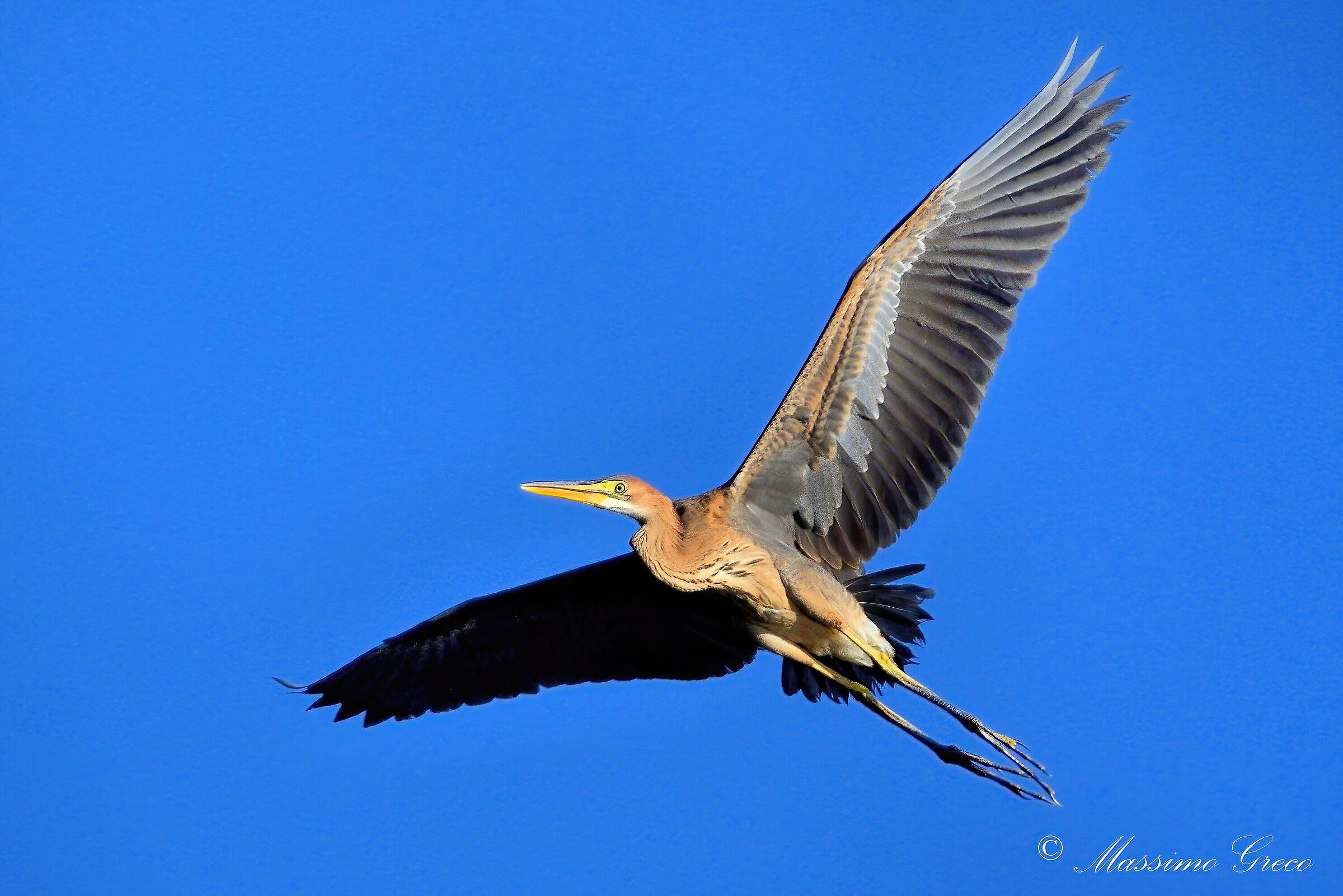Airone rosso (Ardea purpurea) - Juv