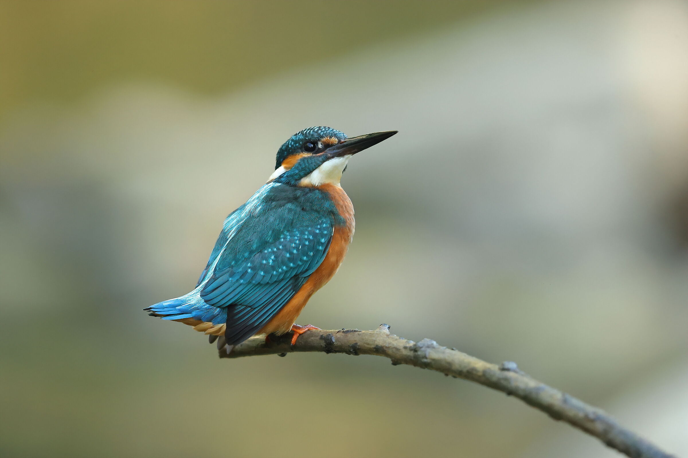 Kingfisher f.