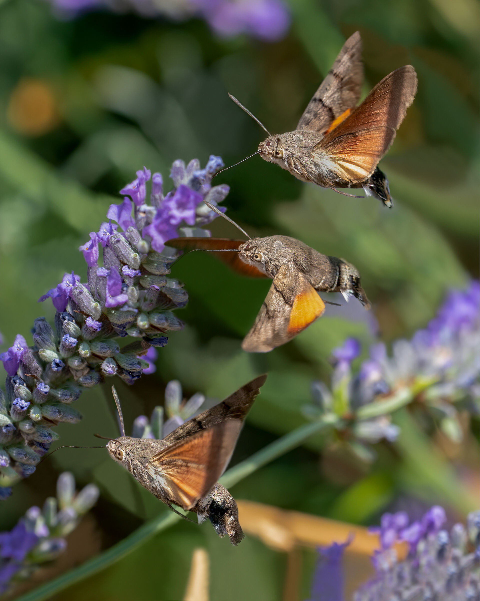 Macroglossum Stellatarum - Three shots