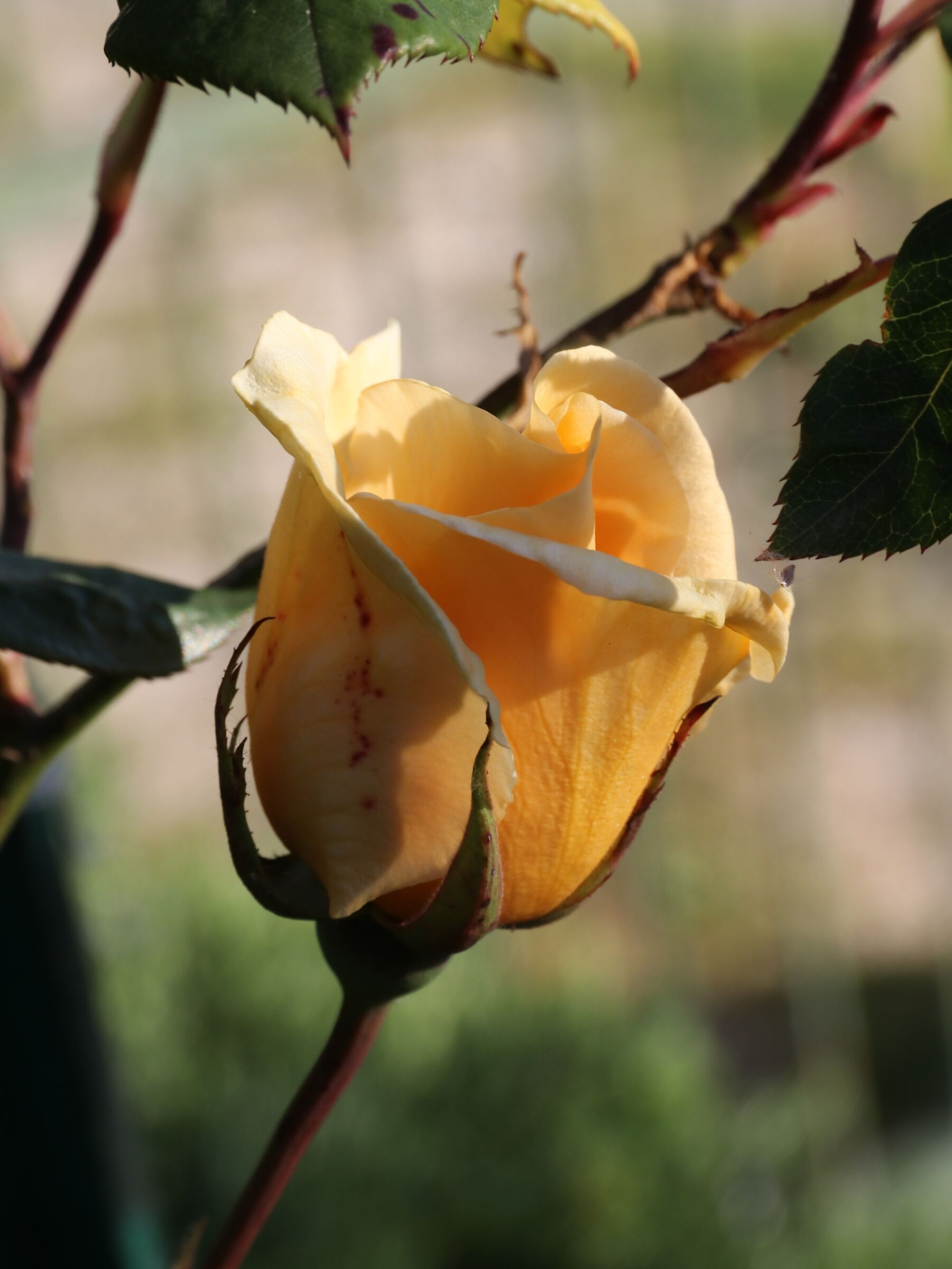 Lady Hillingdon rose