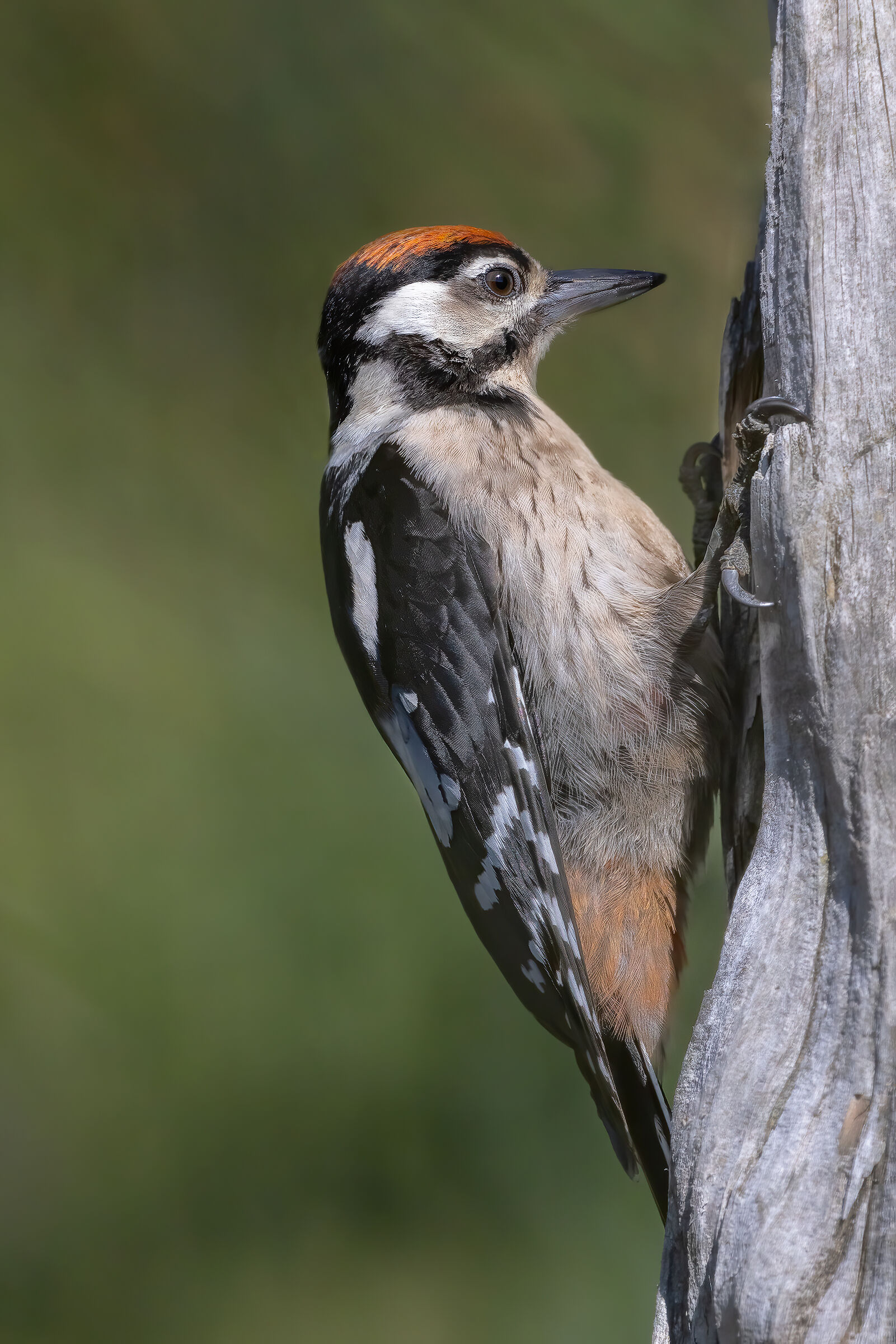 Picchio rosso mezzano maschio