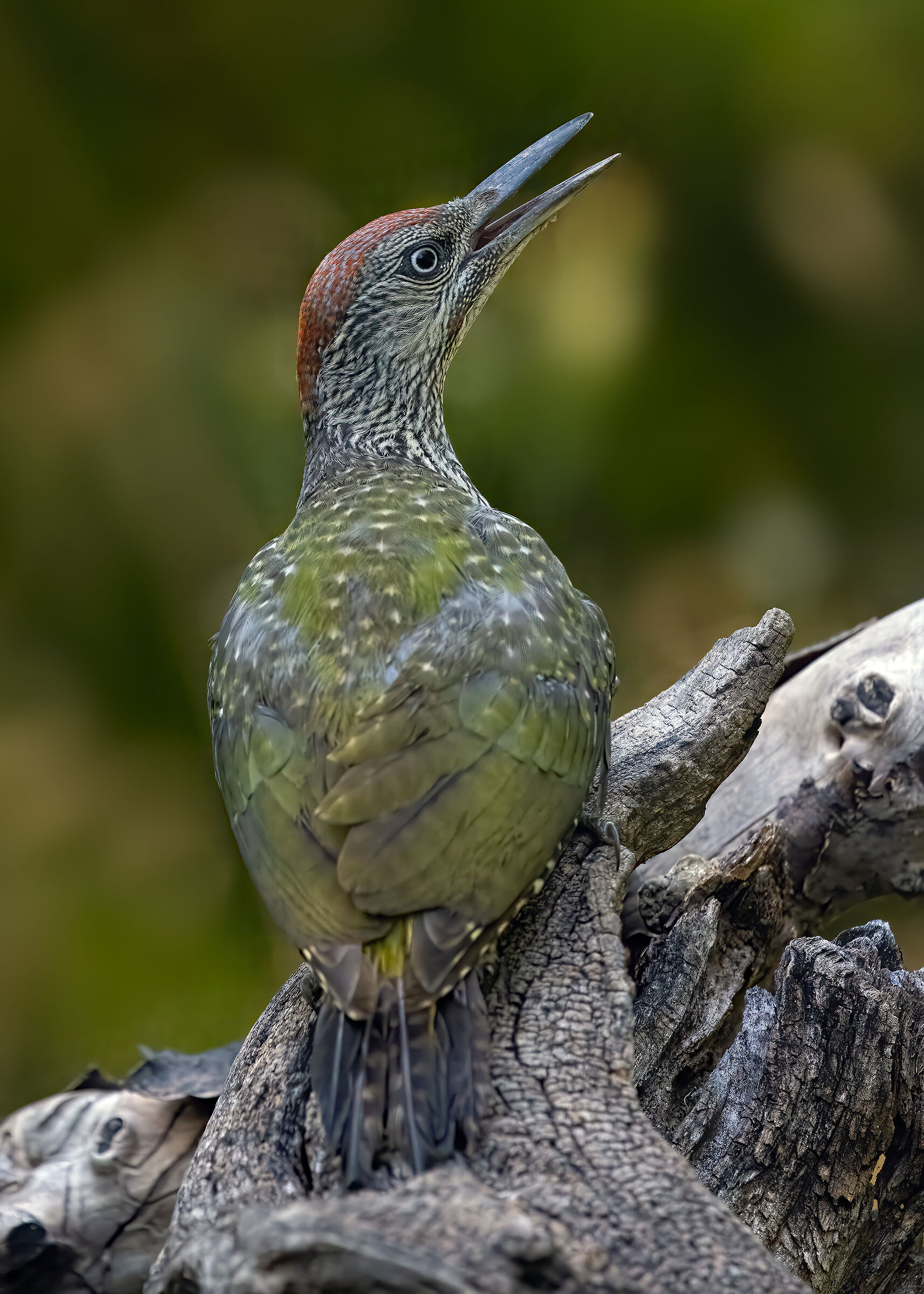 Picus viridis juv.