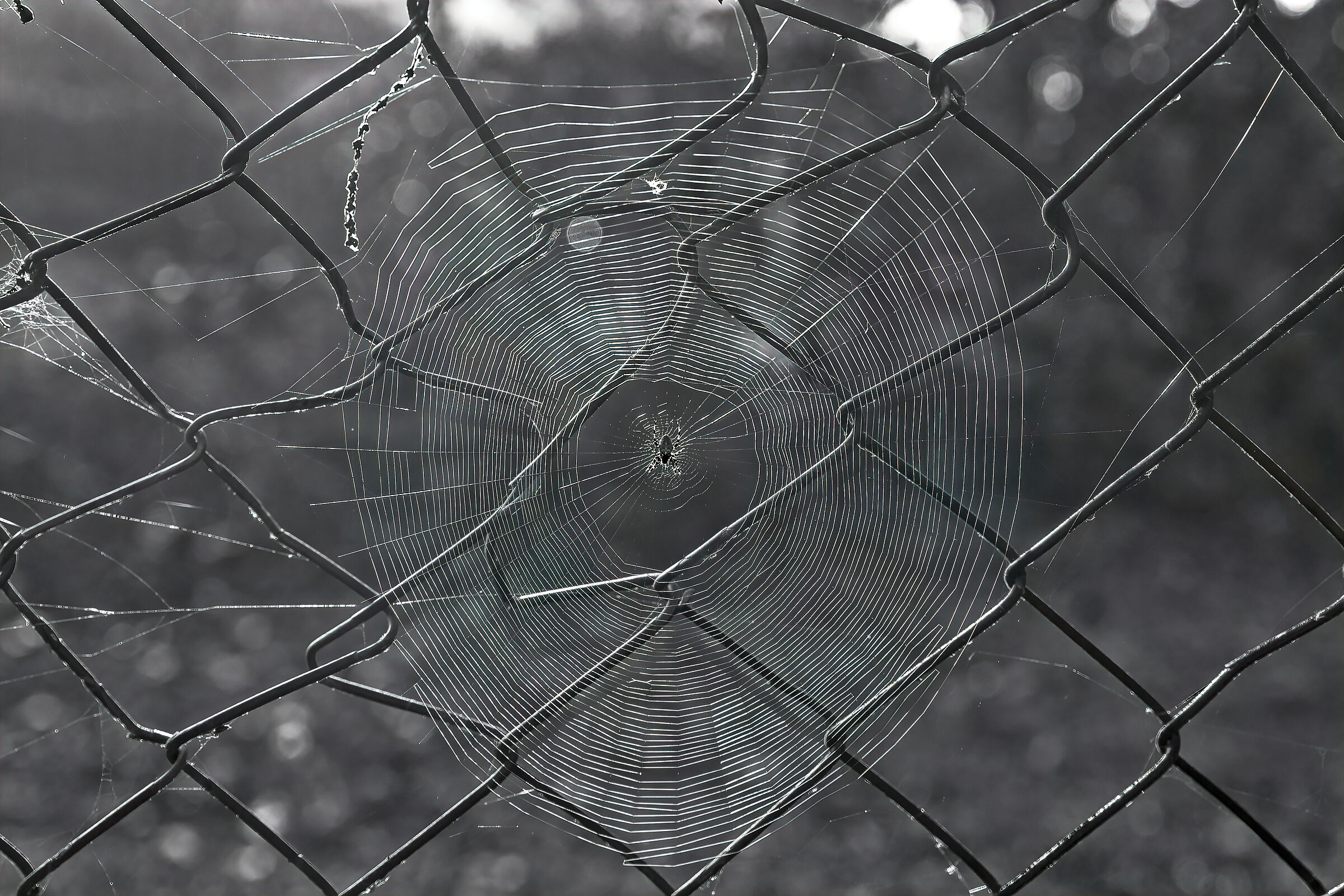 Taken in the network