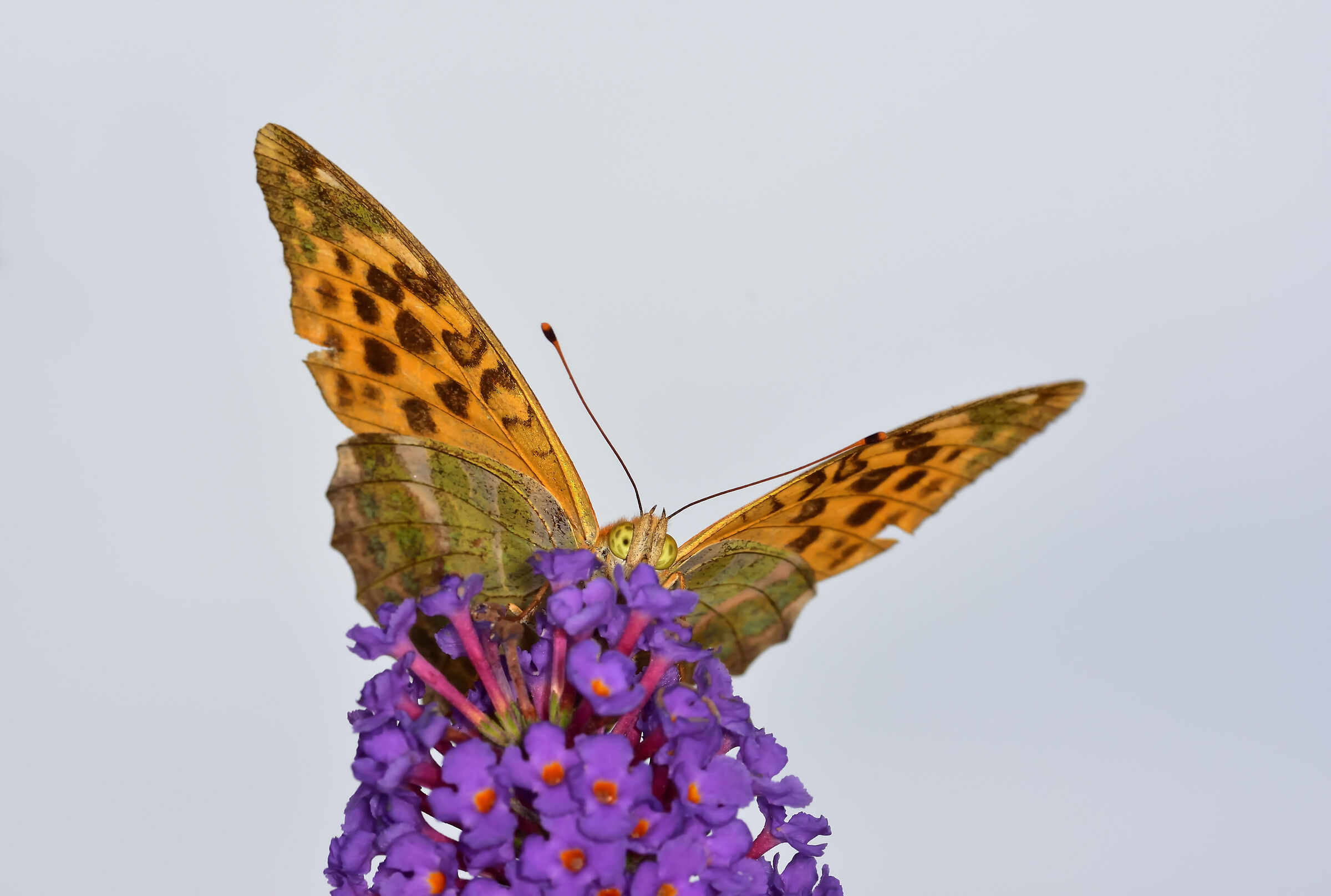 Argynnis paphia su buddleja davidii