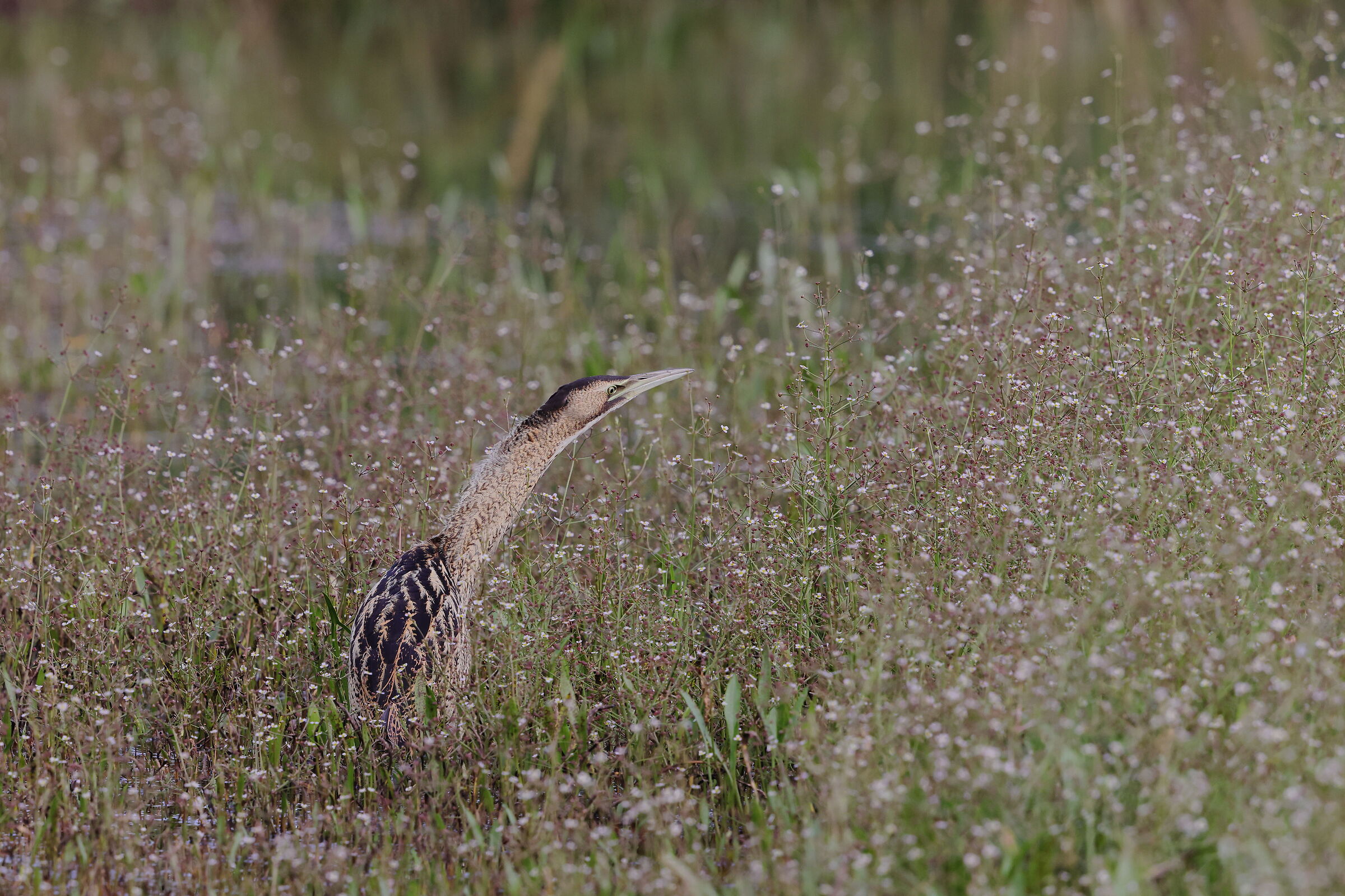 Young bittern