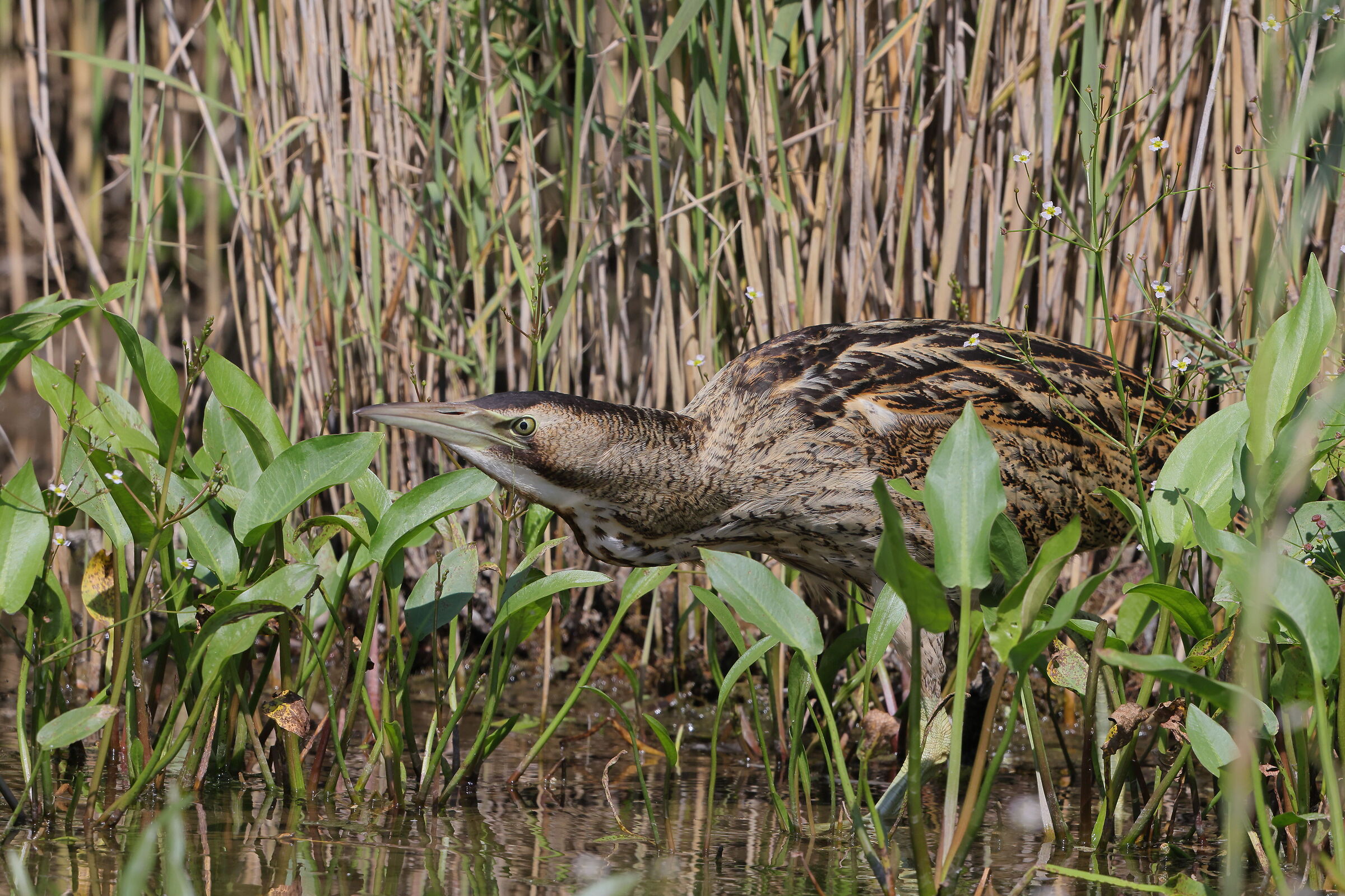 Young bittern