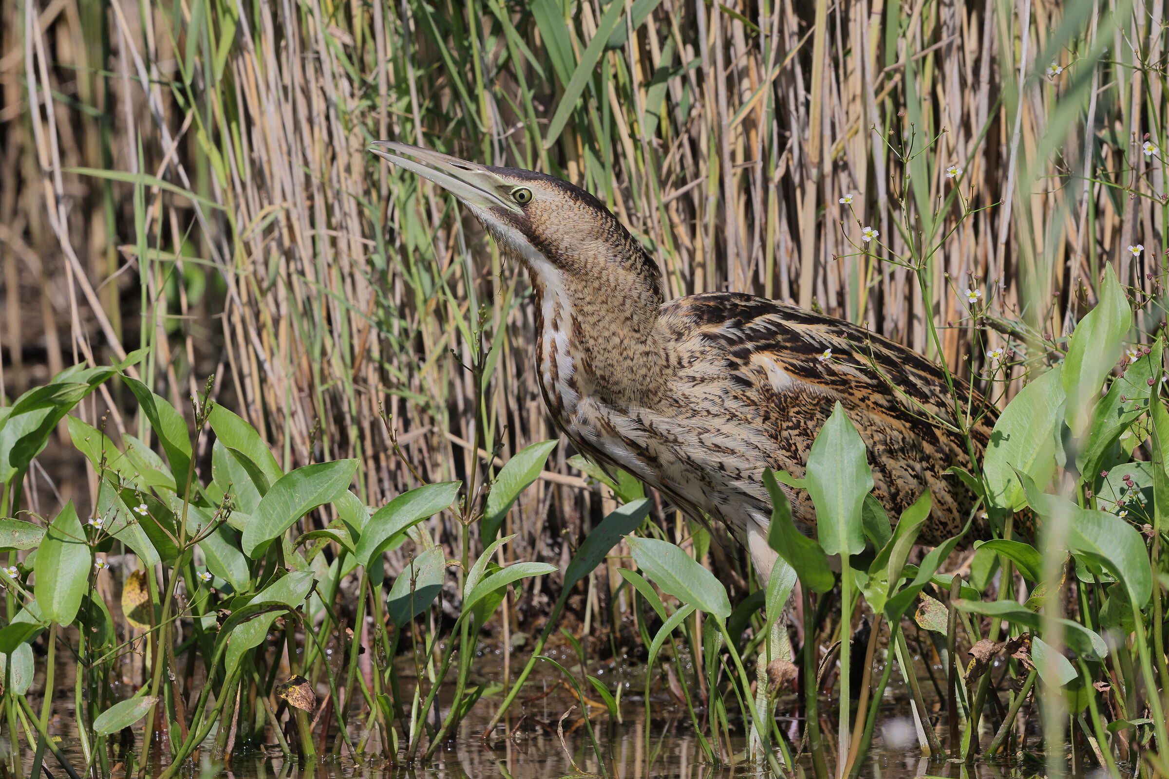 Young bittern