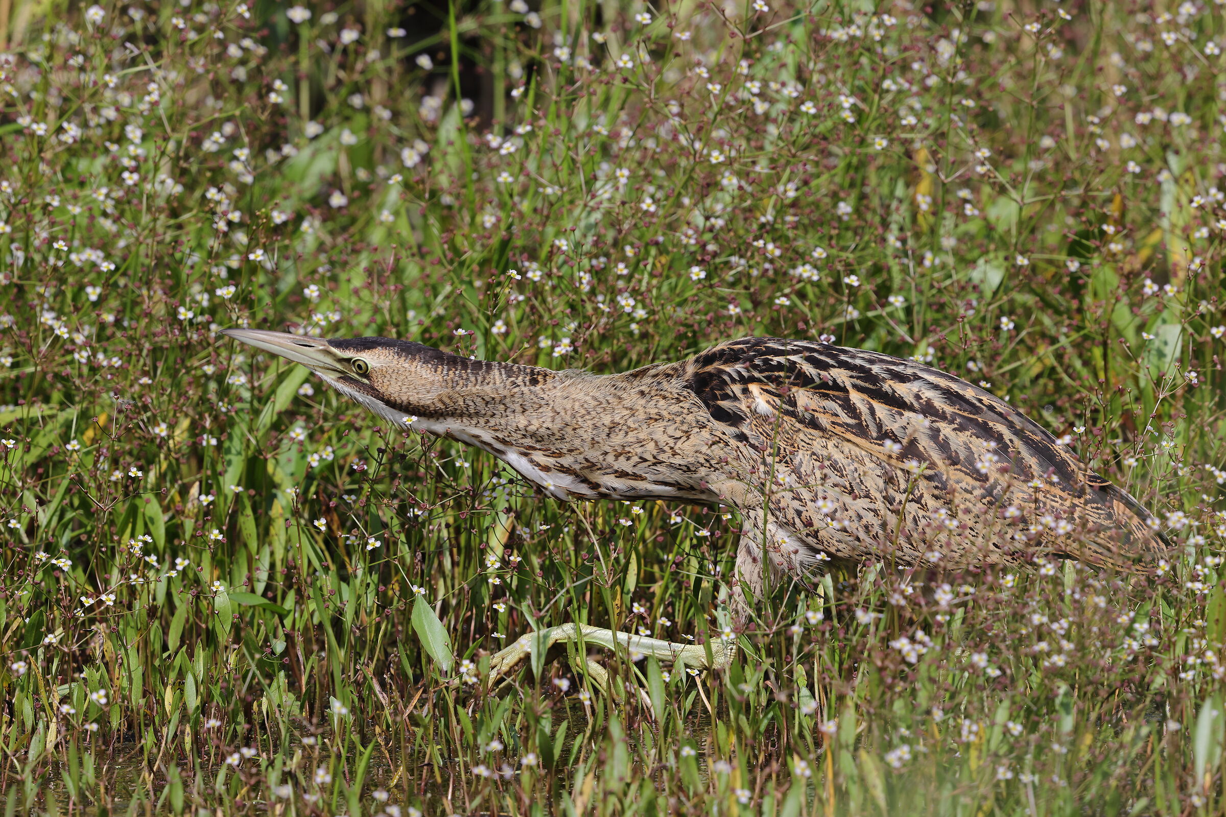 Young bittern
